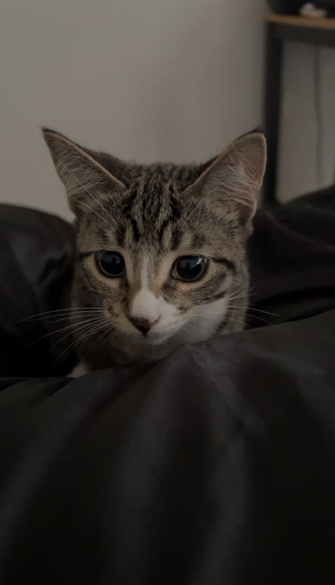 Cute Kitten image 5