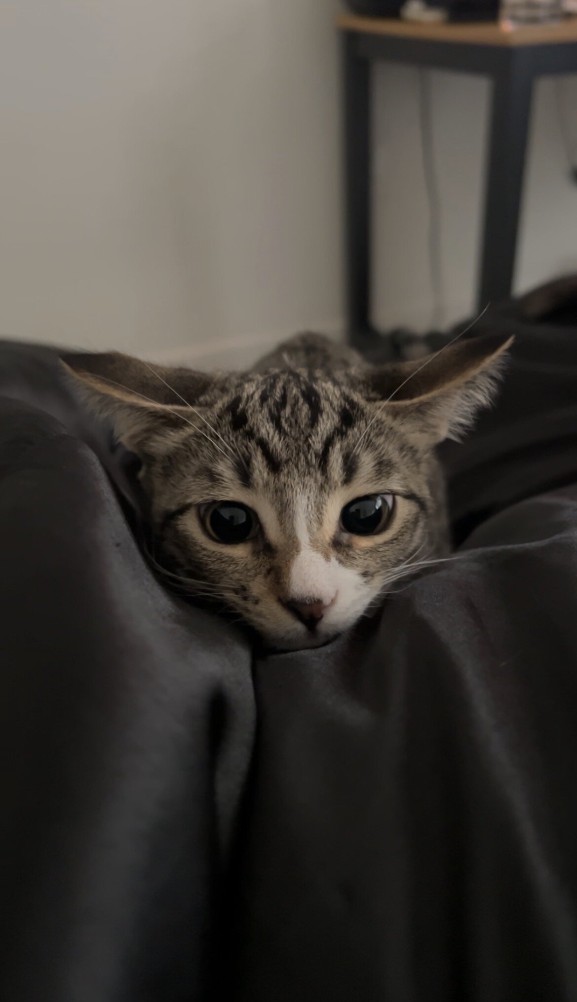Cute Kitten image 2
