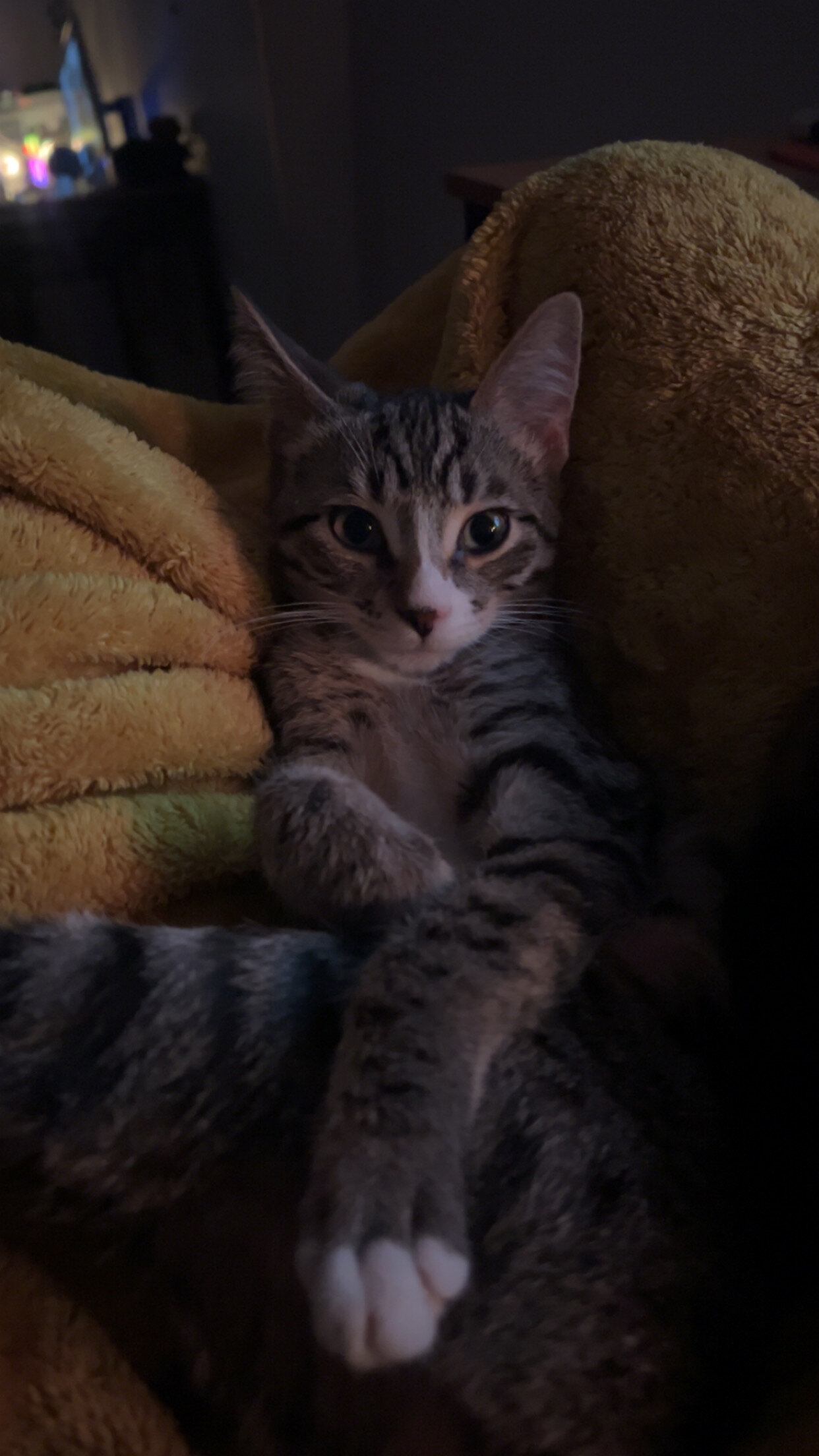 Cute Kitten image 4