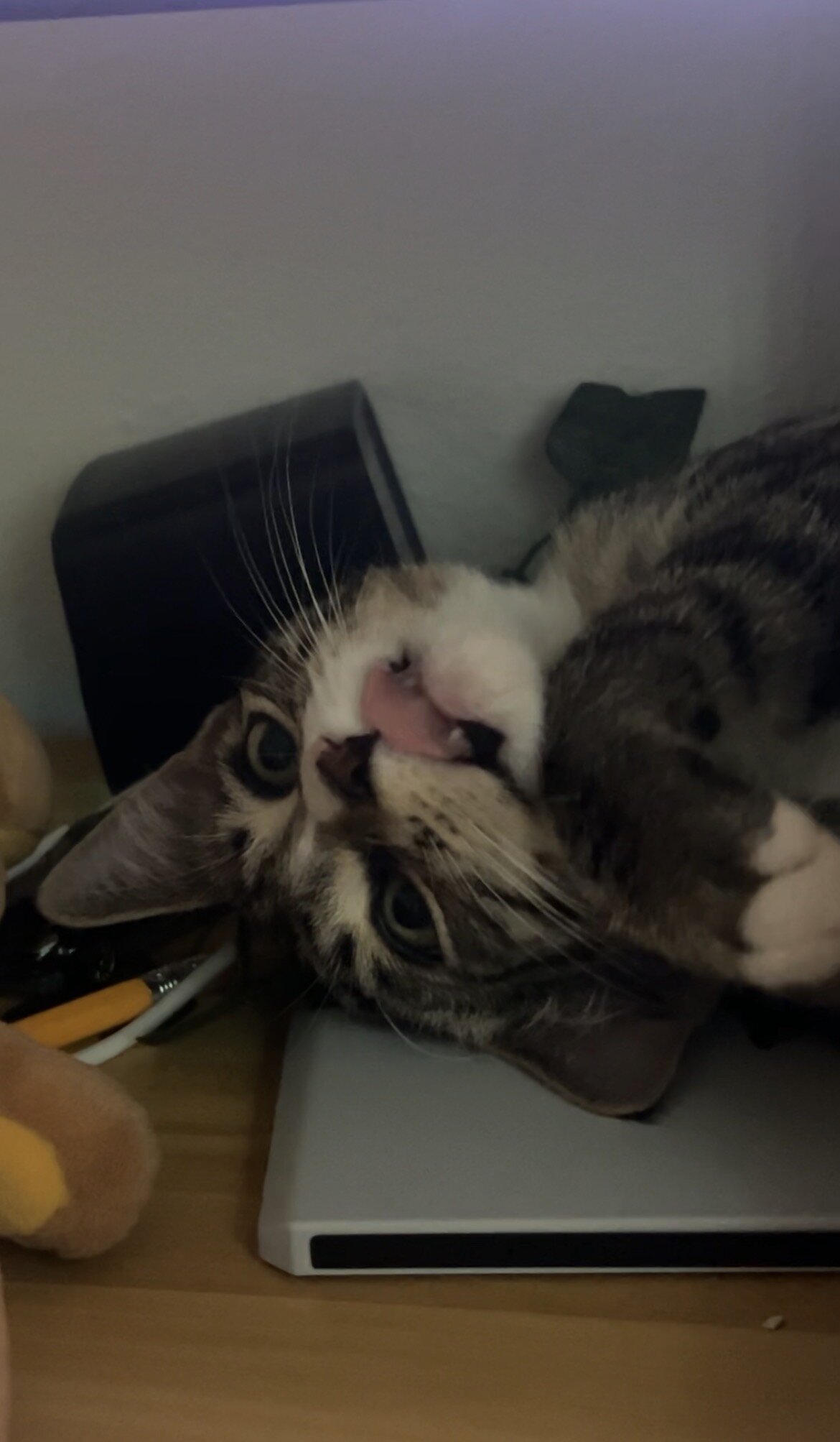 Cute Kitten image 3