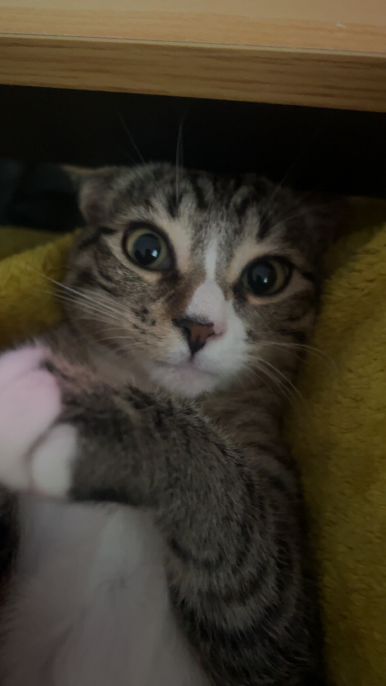 Cute Kitten image 6