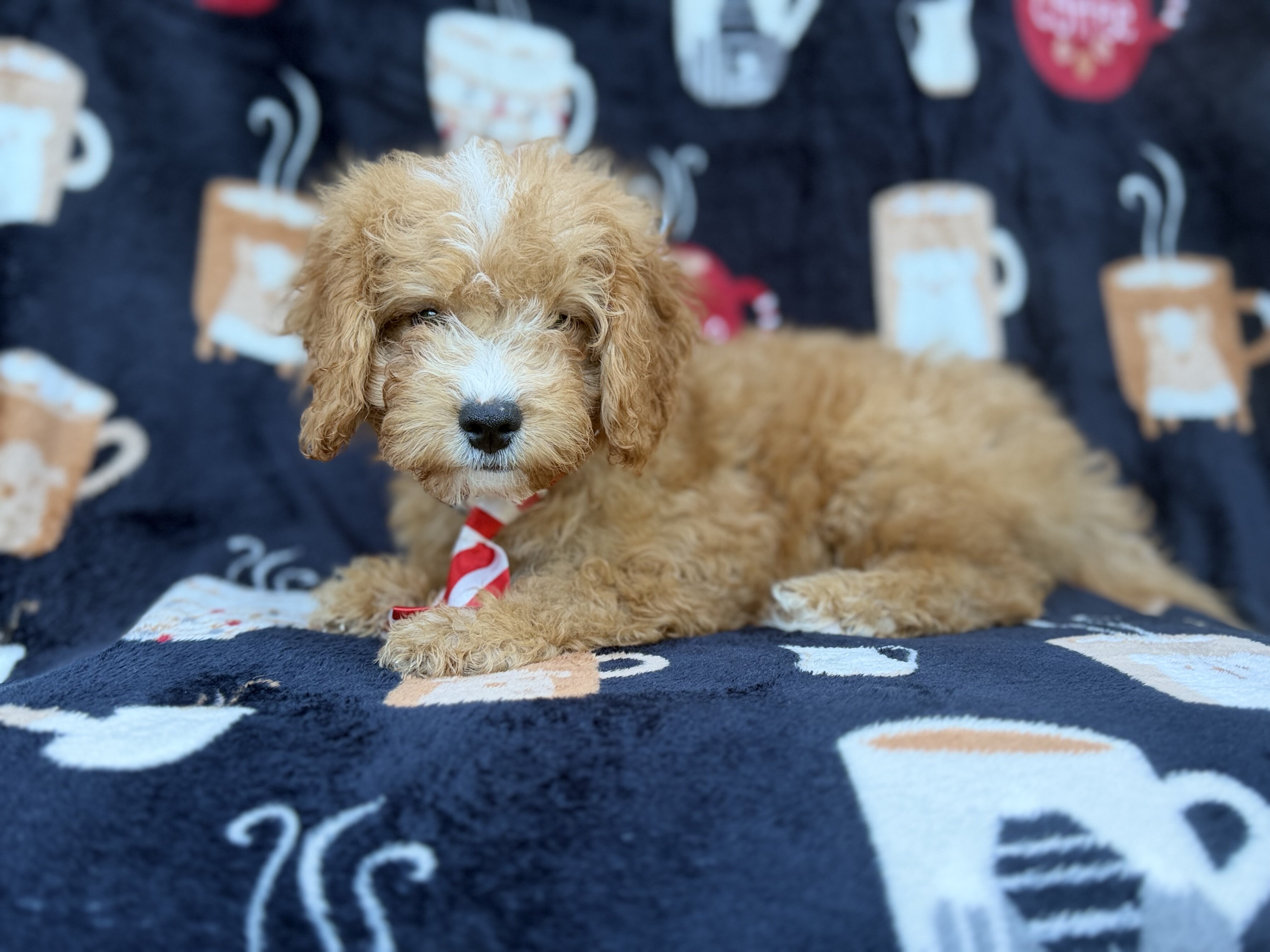 Milo image 3