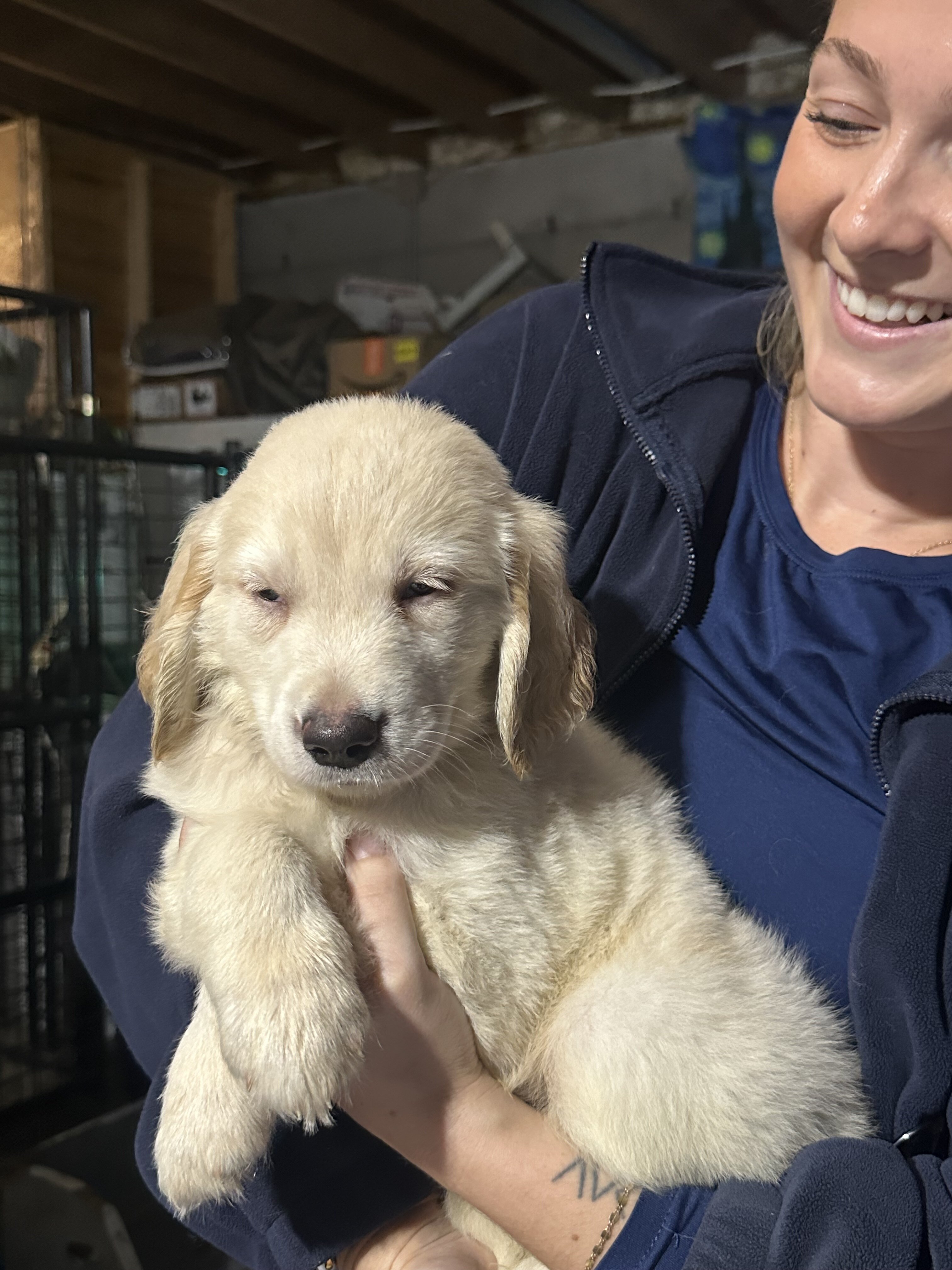 Golden retriever puppies image 2