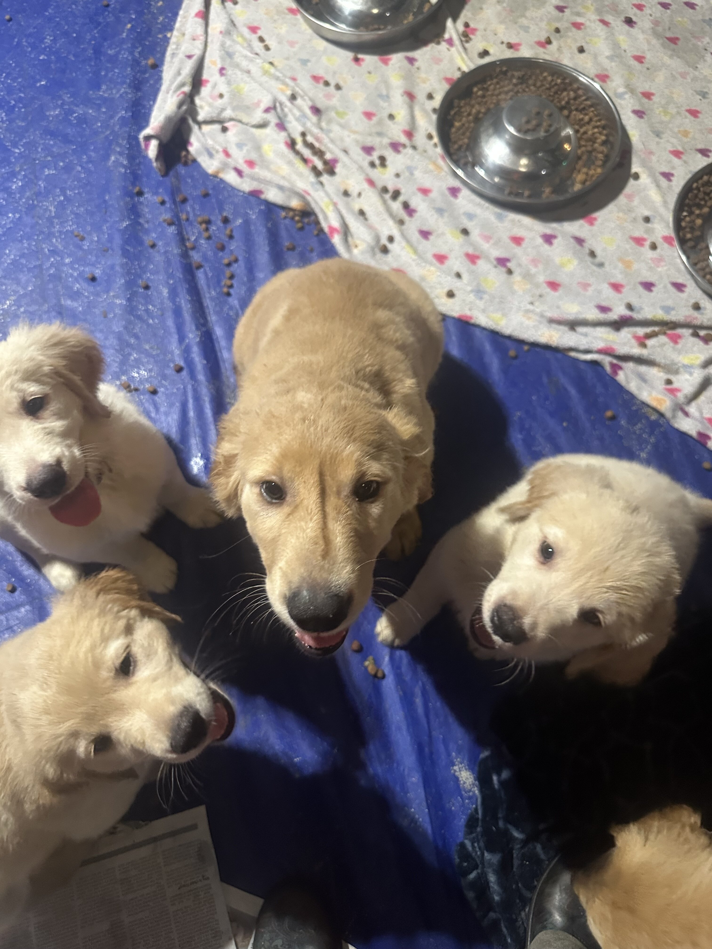 Golden retriever puppies image 1