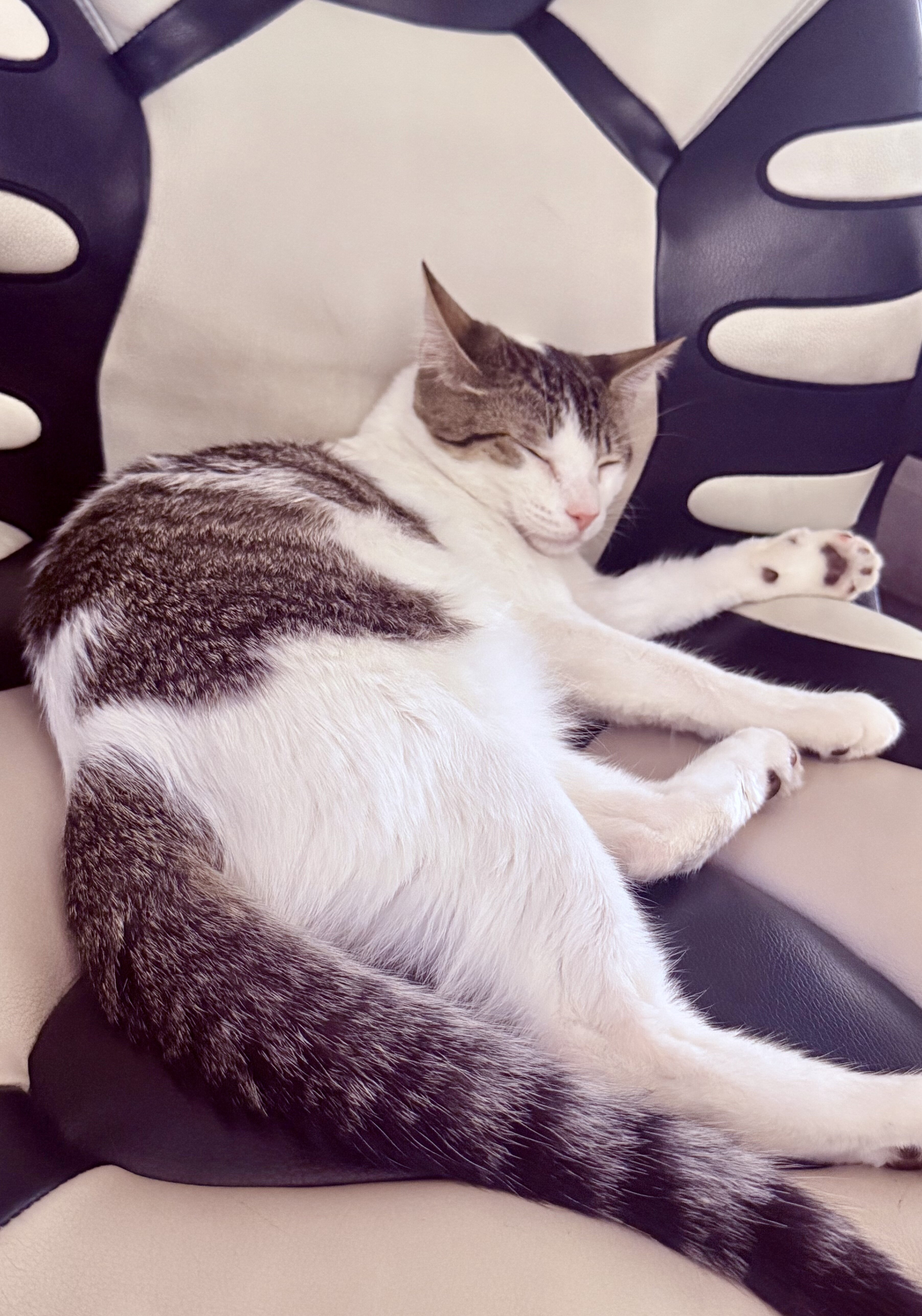 White and gray kitten image 1