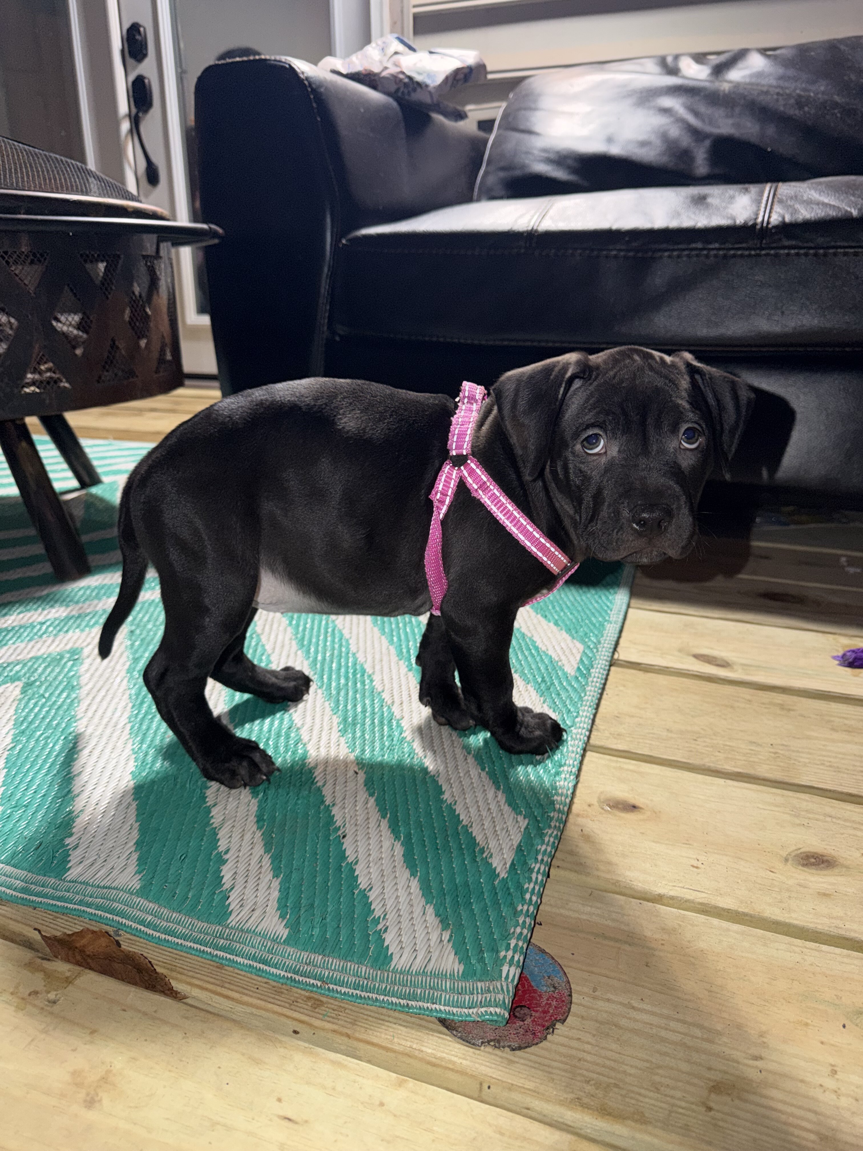 Pitbull Labrador puppy image 5