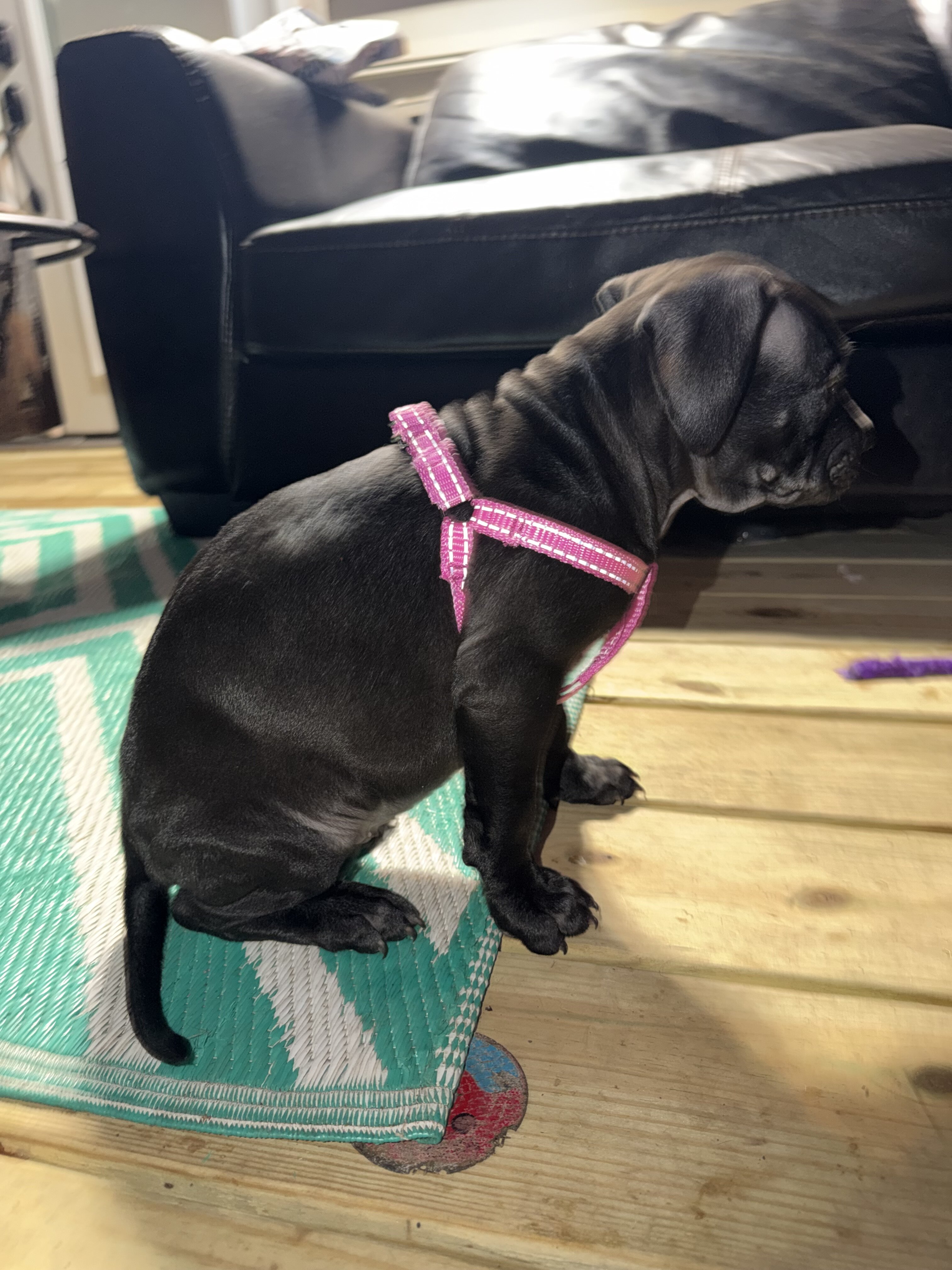 Pitbull Labrador puppy image 4