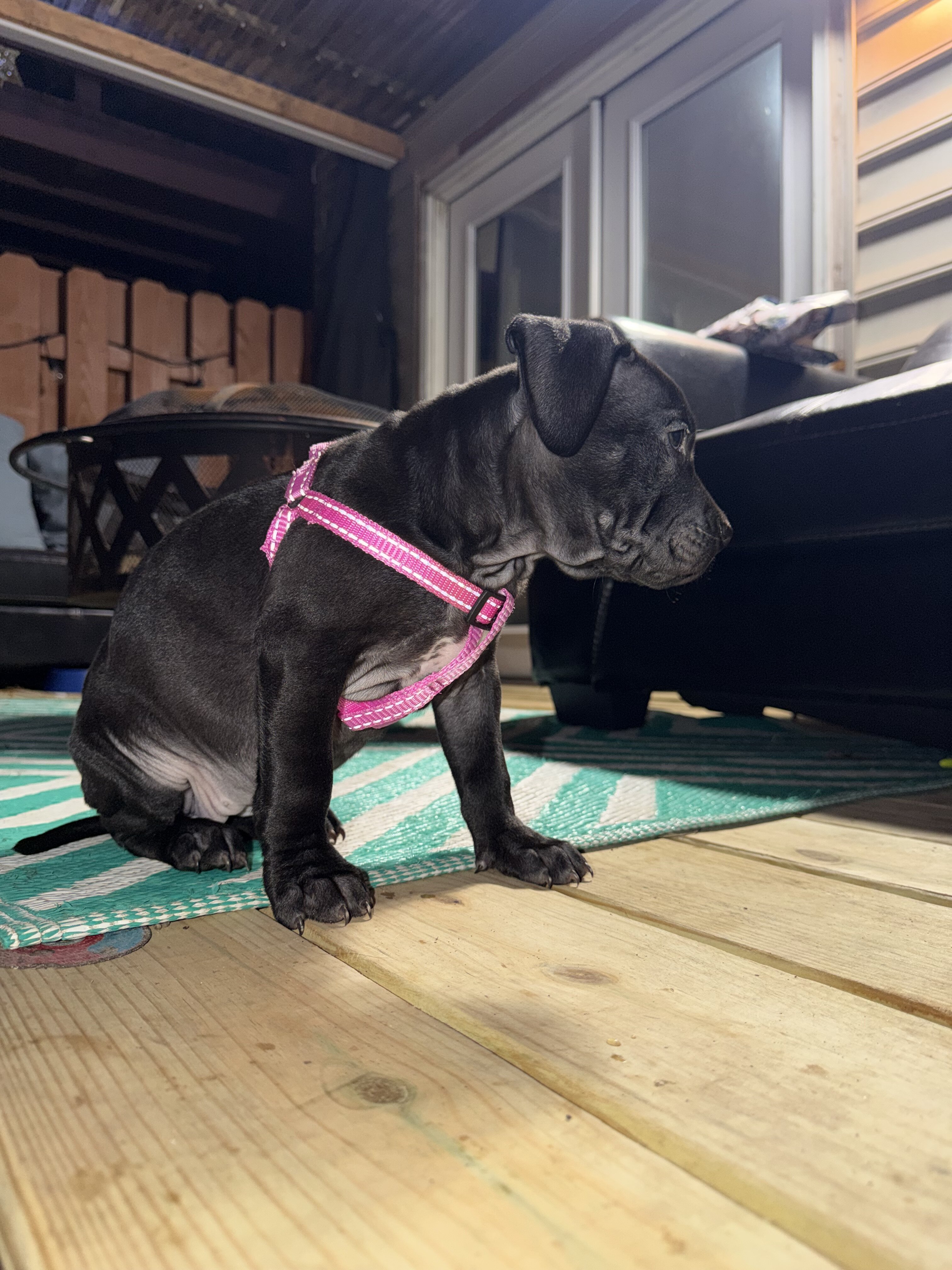 Pitbull Labrador puppy image 1