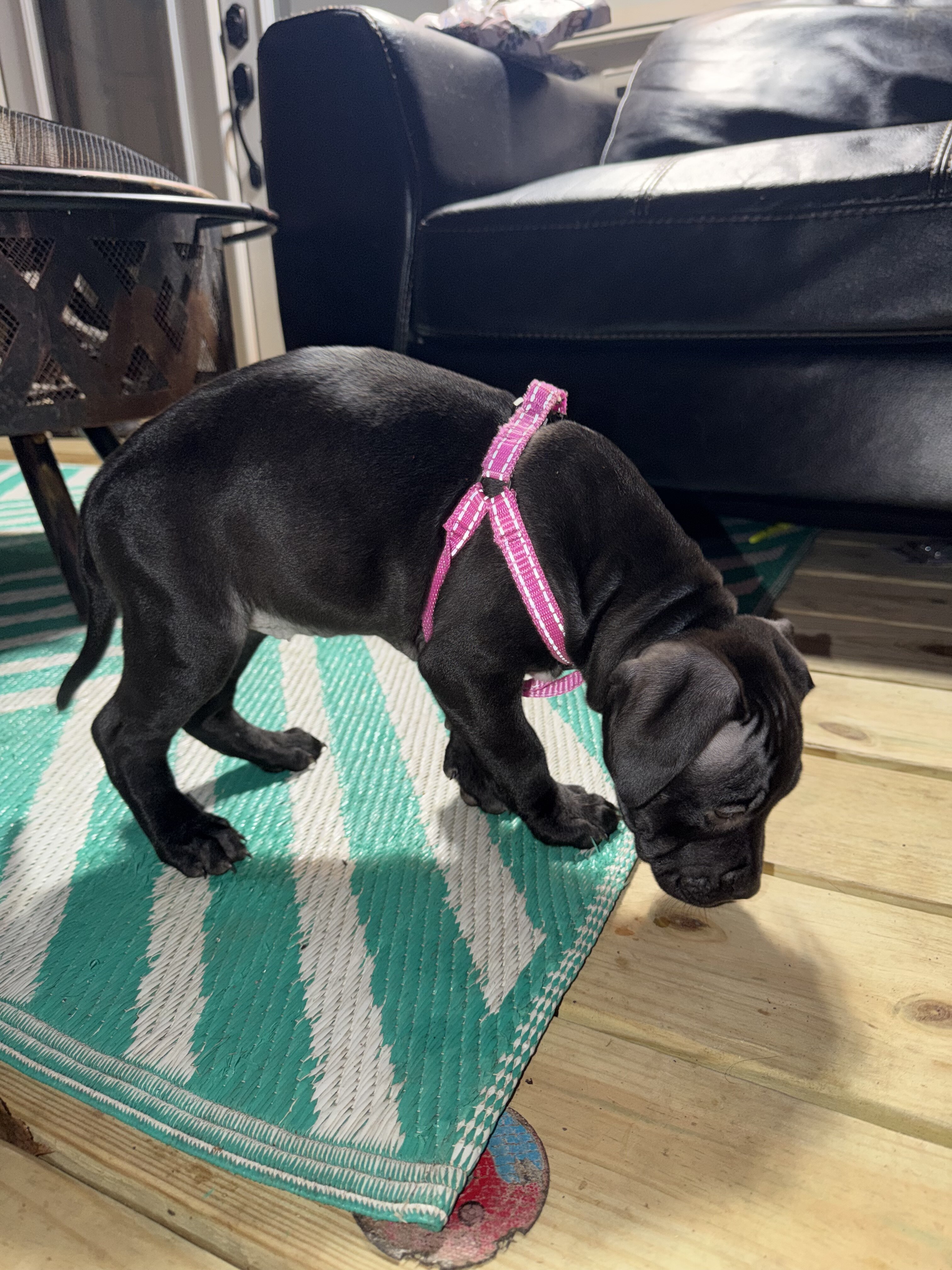 Pitbull Labrador mix puppy image 5