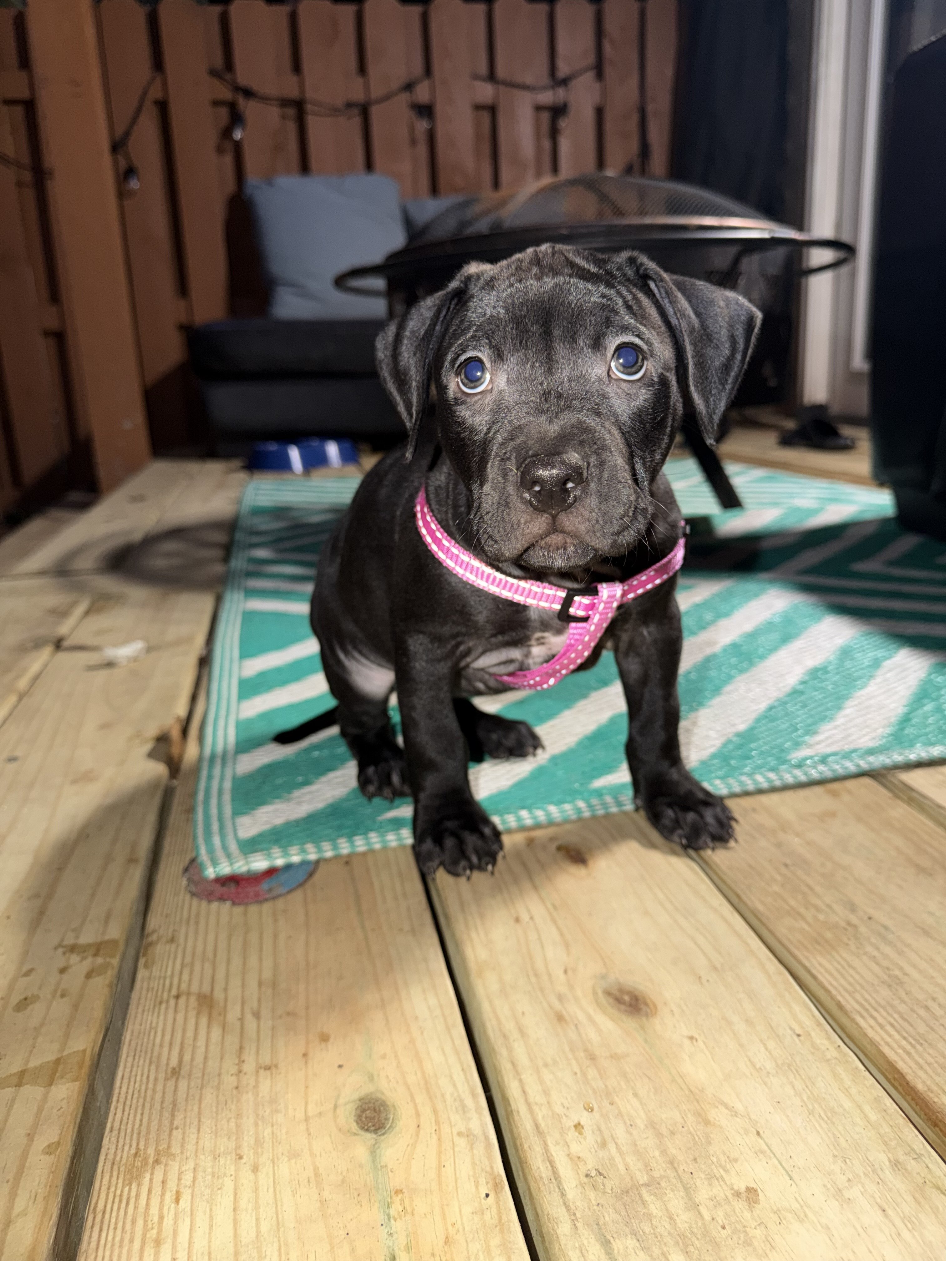 Pitbull Labrador mix puppy image 1