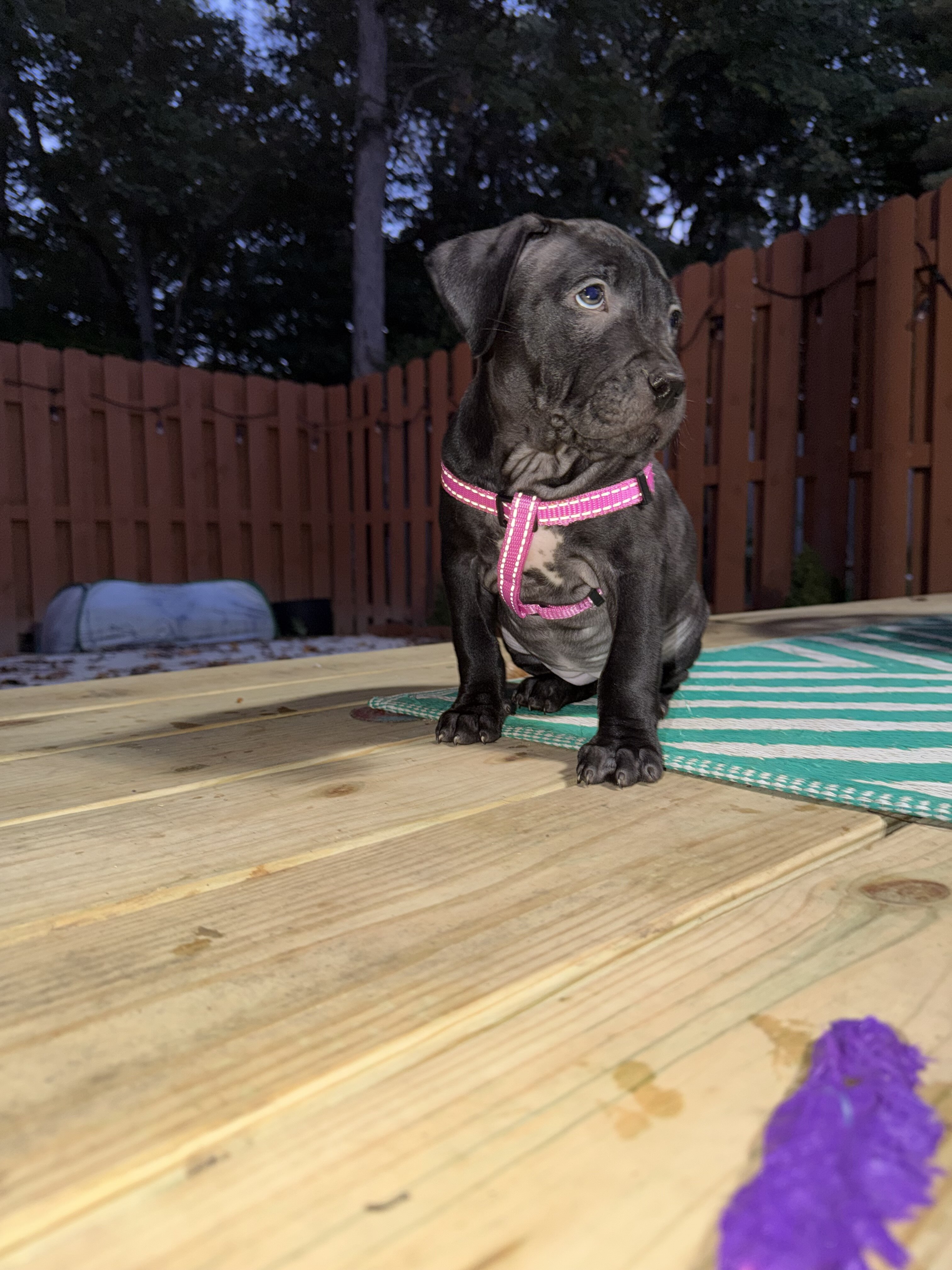 Pitbull Labrador mix puppy image 2