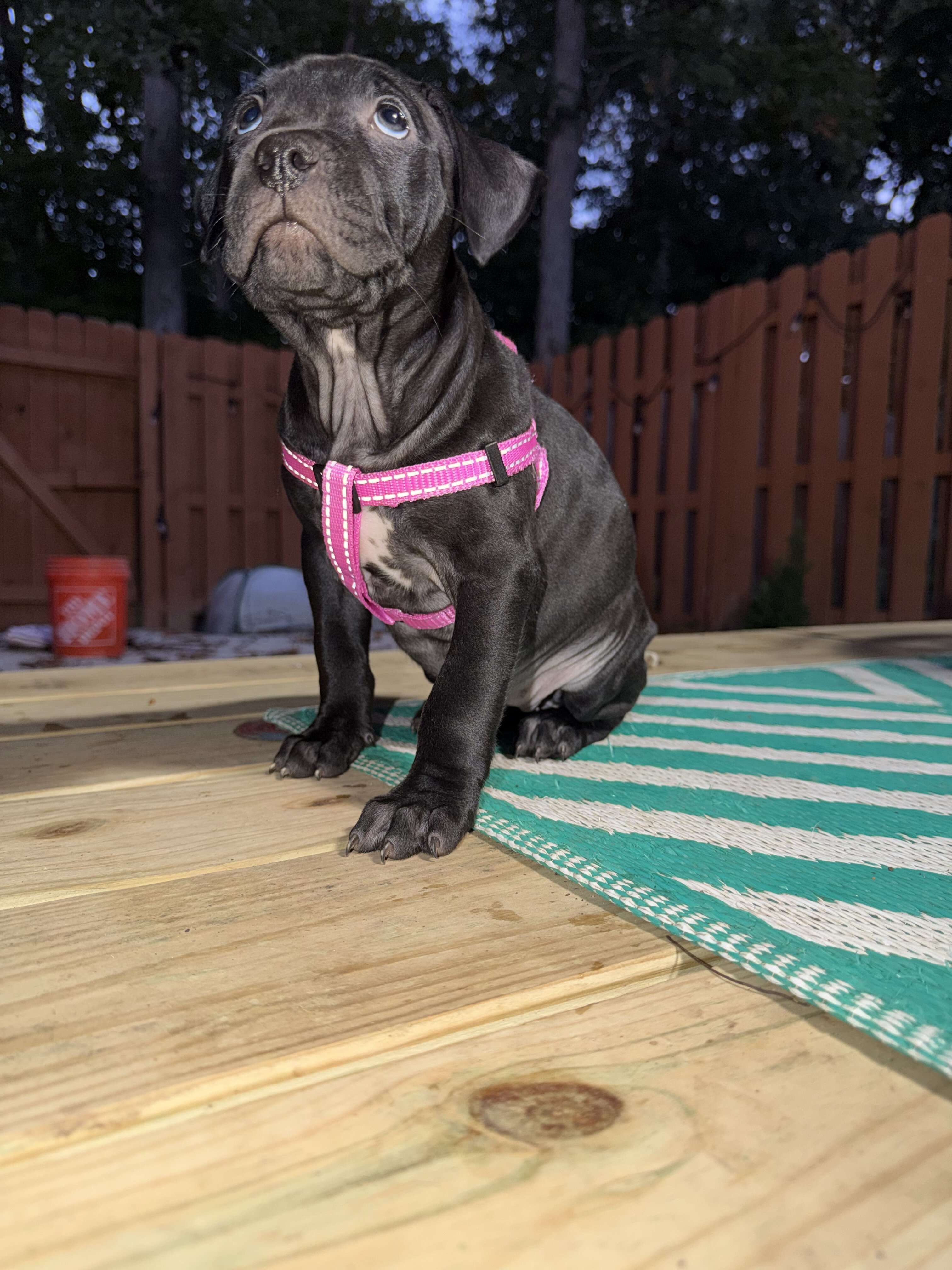 Pitbull Labrador mix puppy image 3