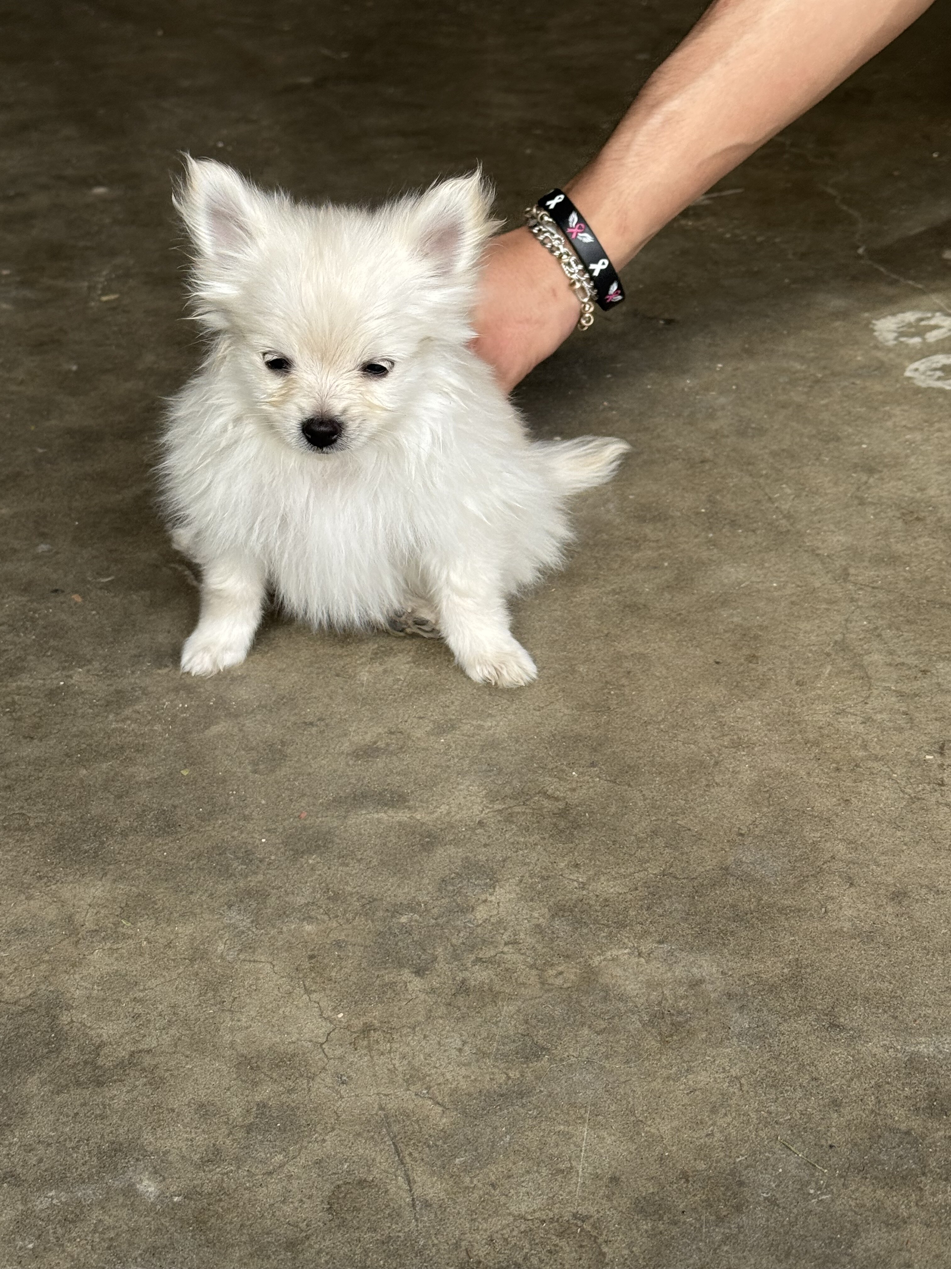 White Pomeranian puppy image 1