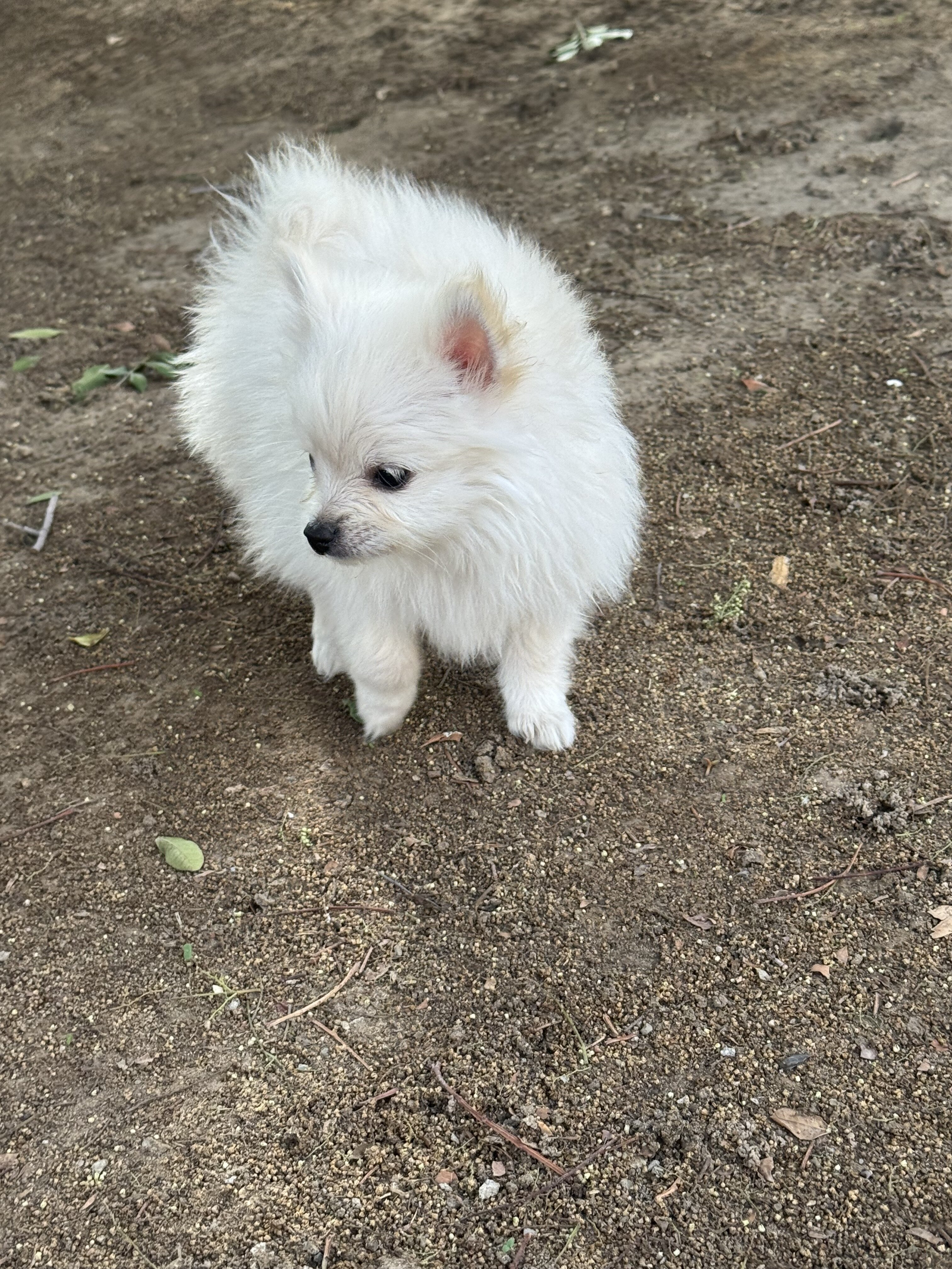 White Pomeranian puppy image 2