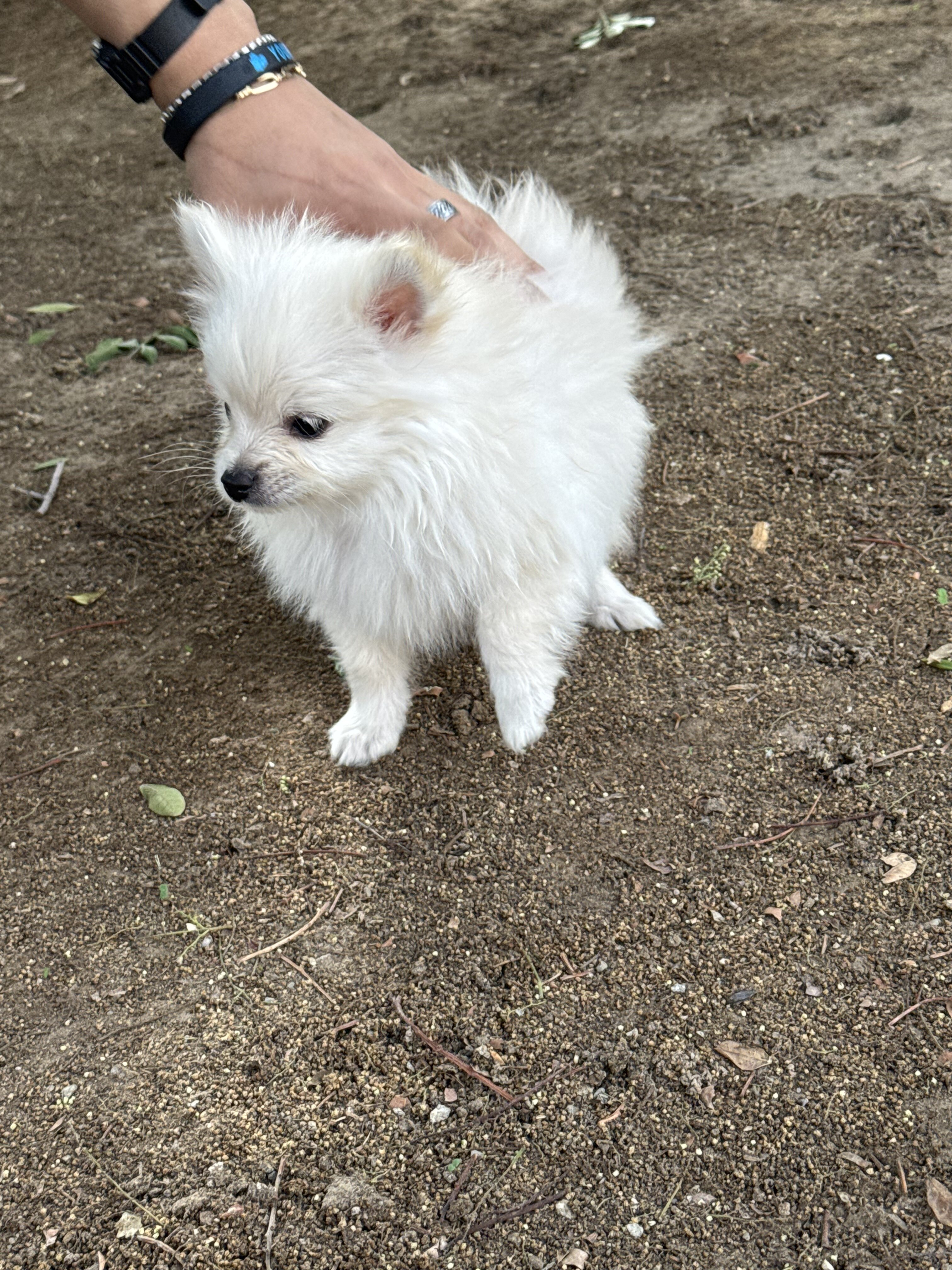 White Pomeranian puppy image 7
