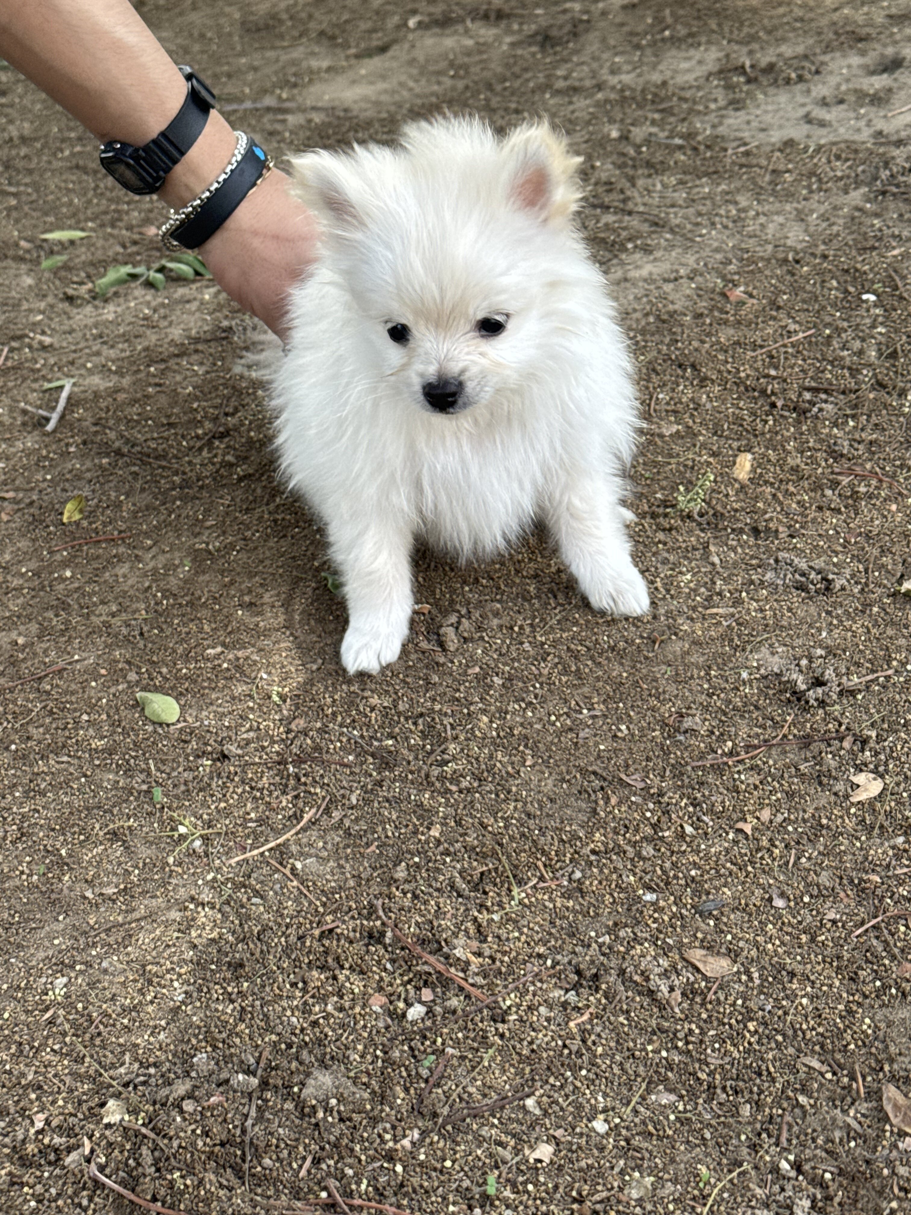 White Pomeranian puppy image 6