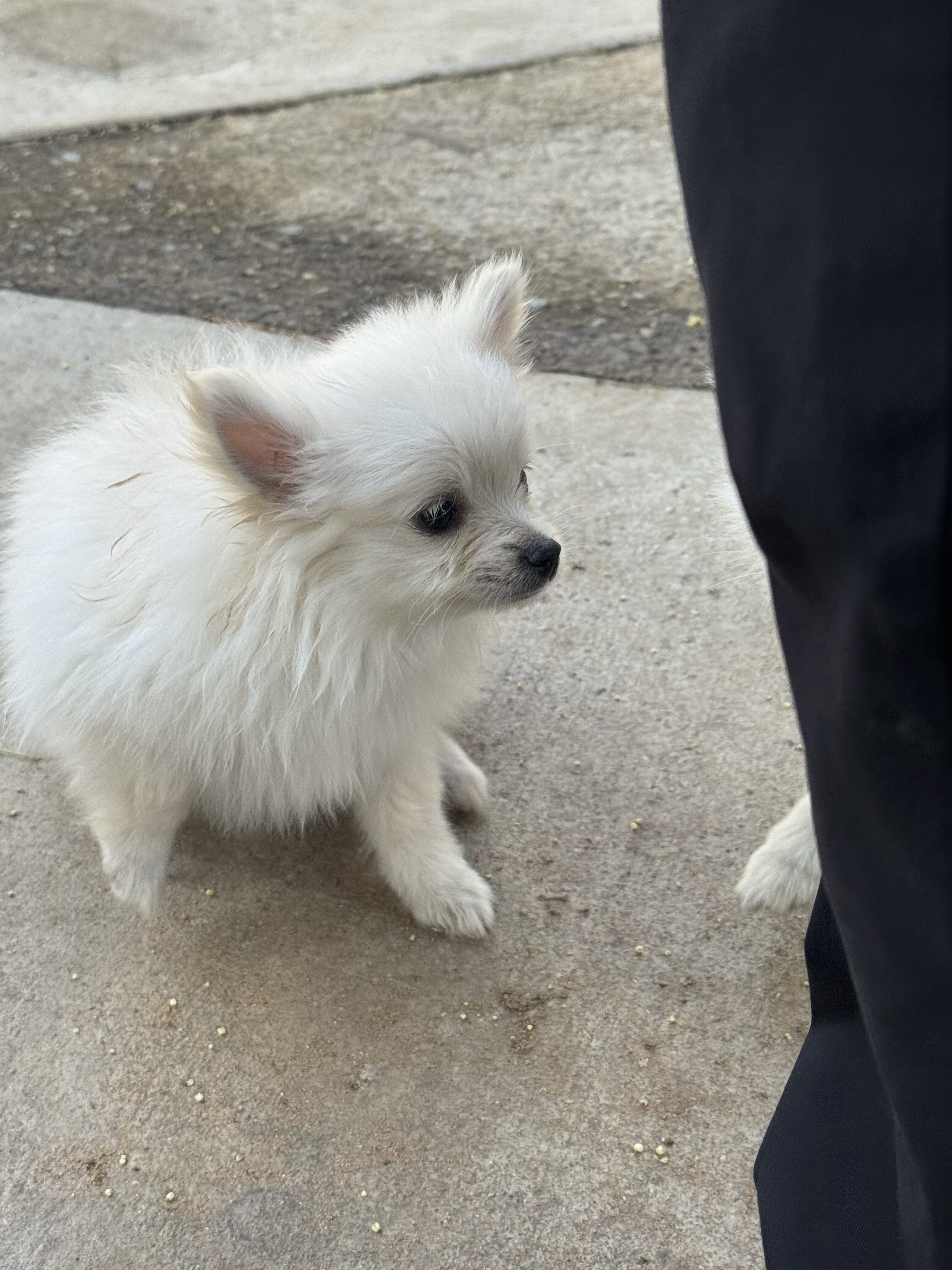 White Pomeranian puppy image 4