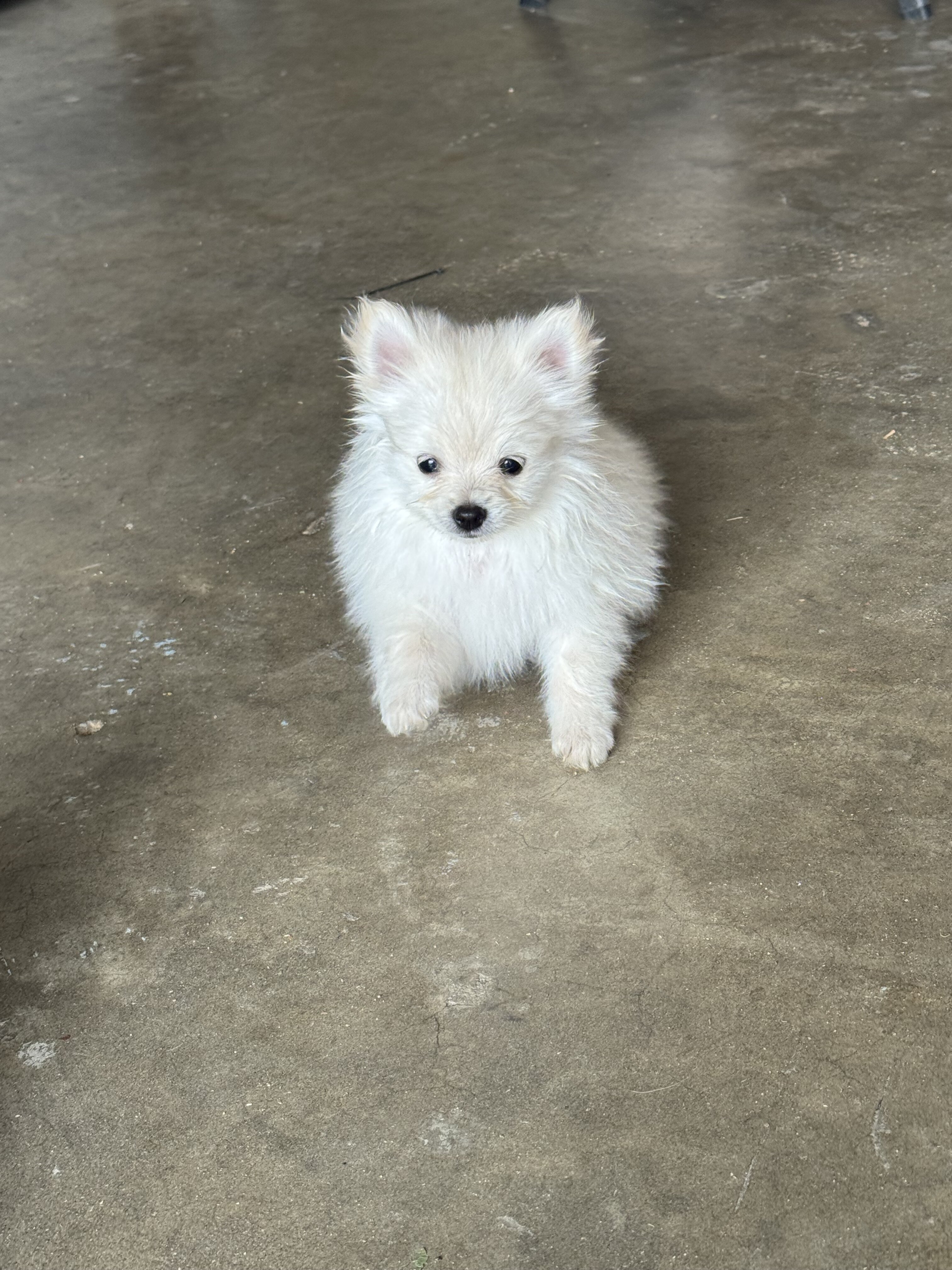 puppy Pomeranian image 6