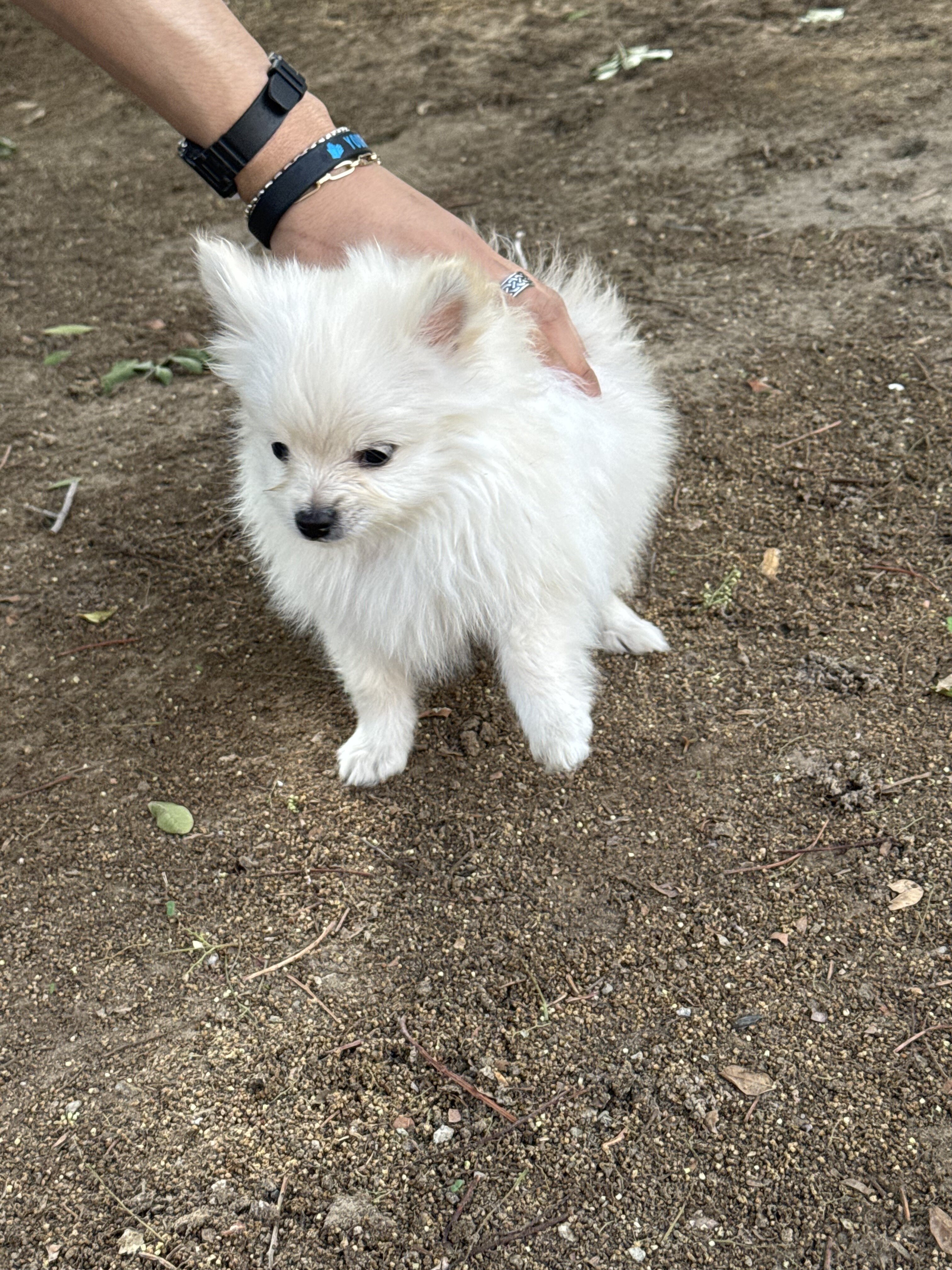 puppy Pomeranian image 5