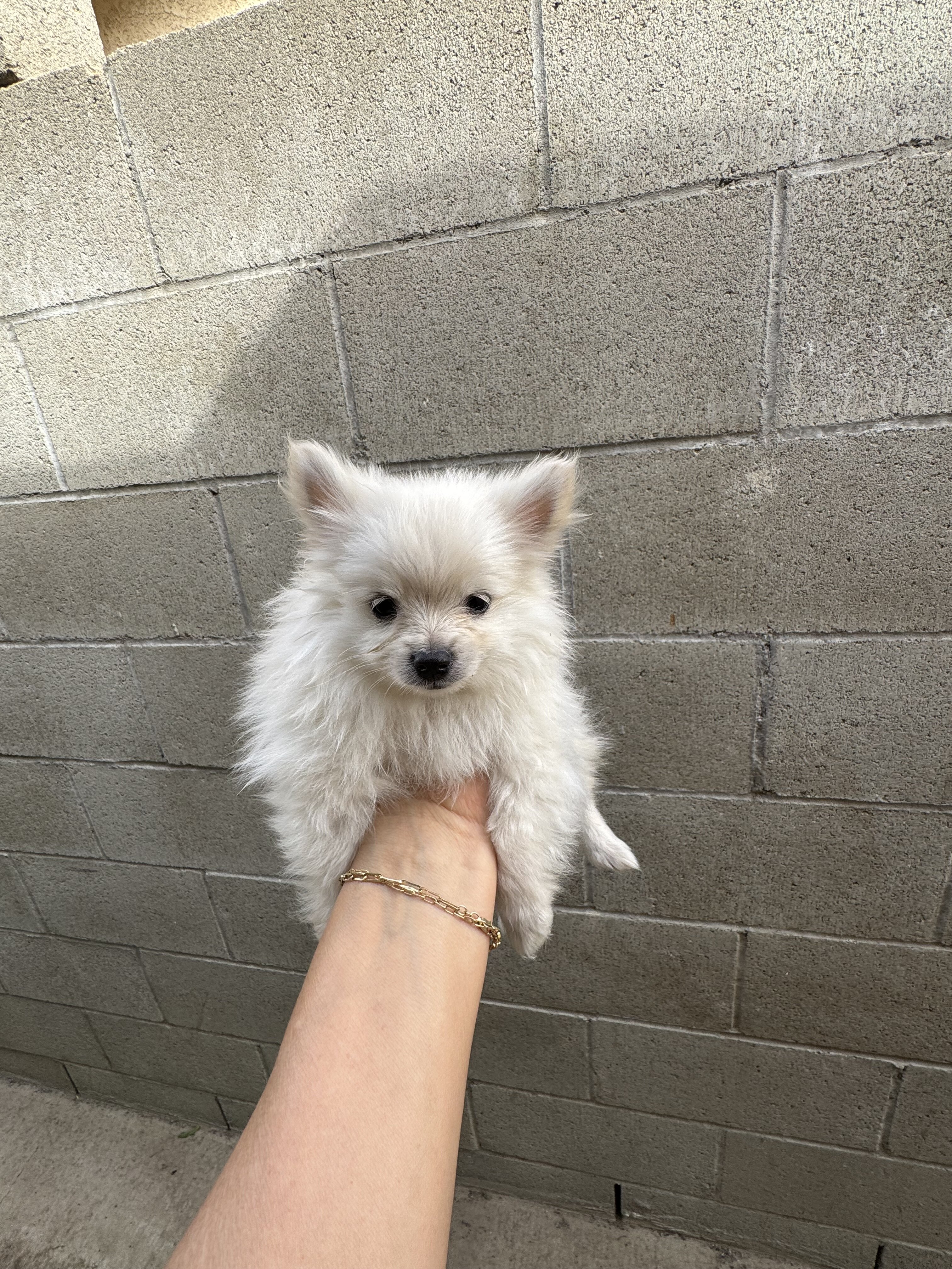 puppy Pomeranian image 4