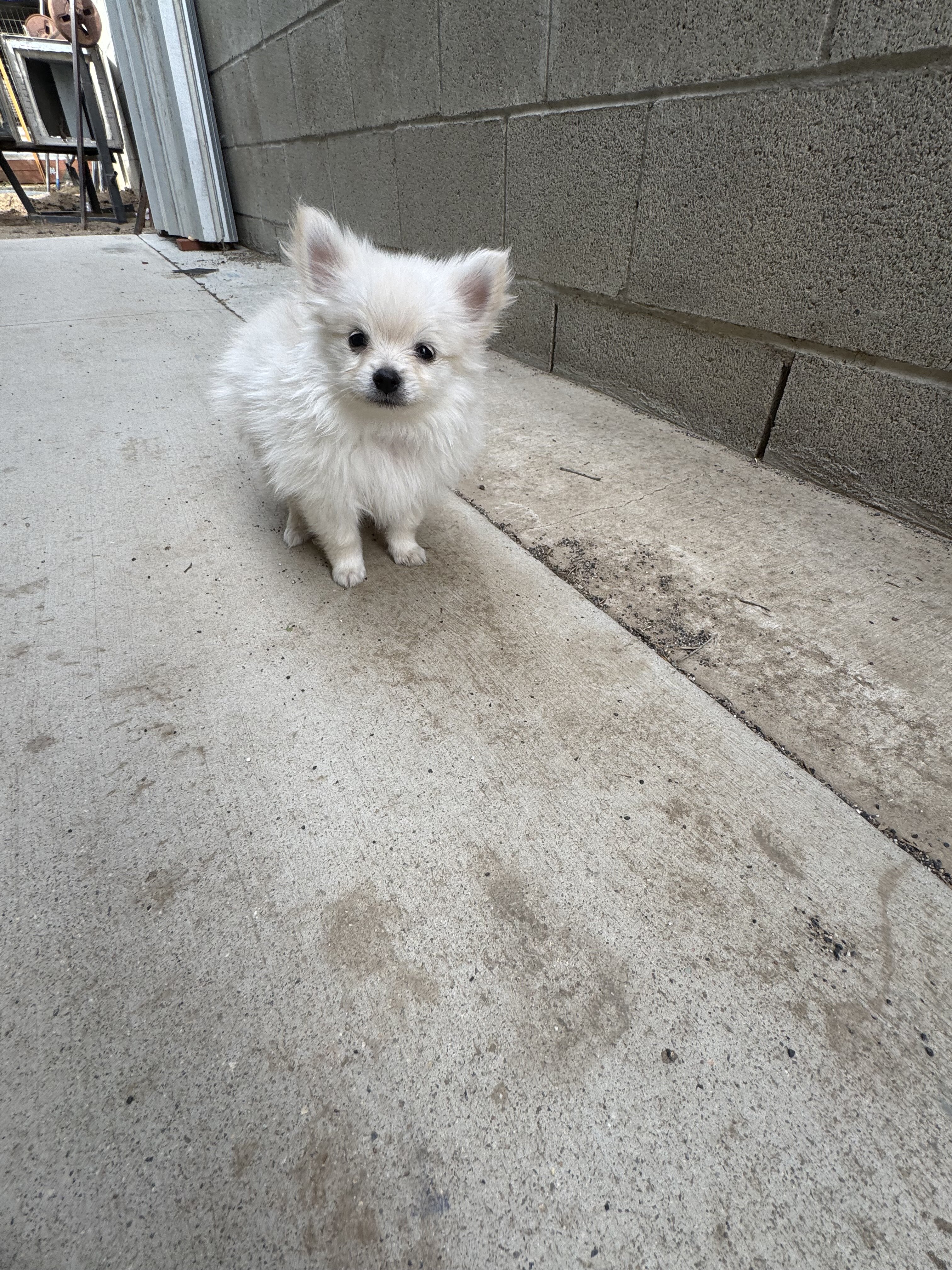 puppy Pomeranian image 3