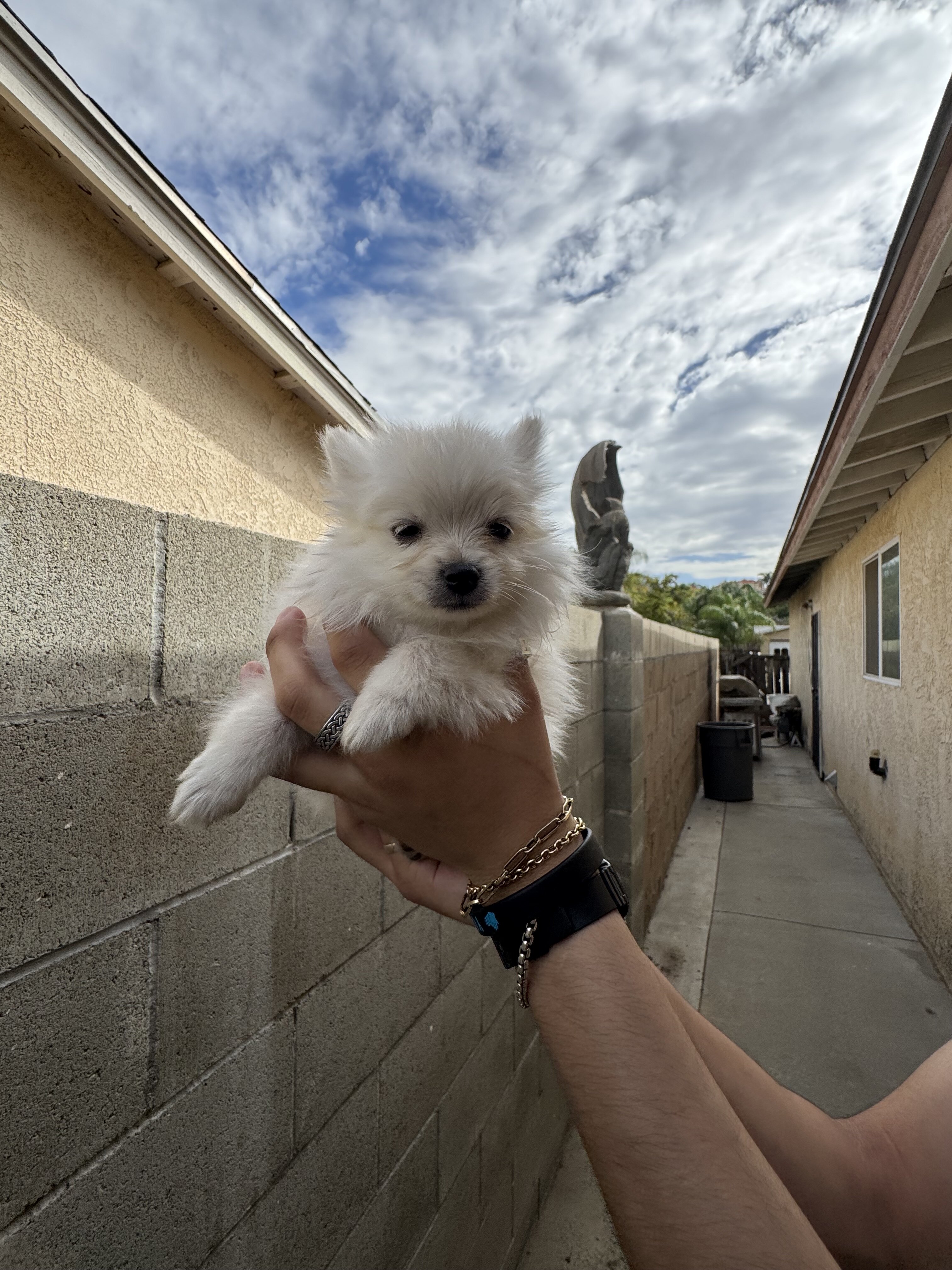 puppy Pomeranian image 1