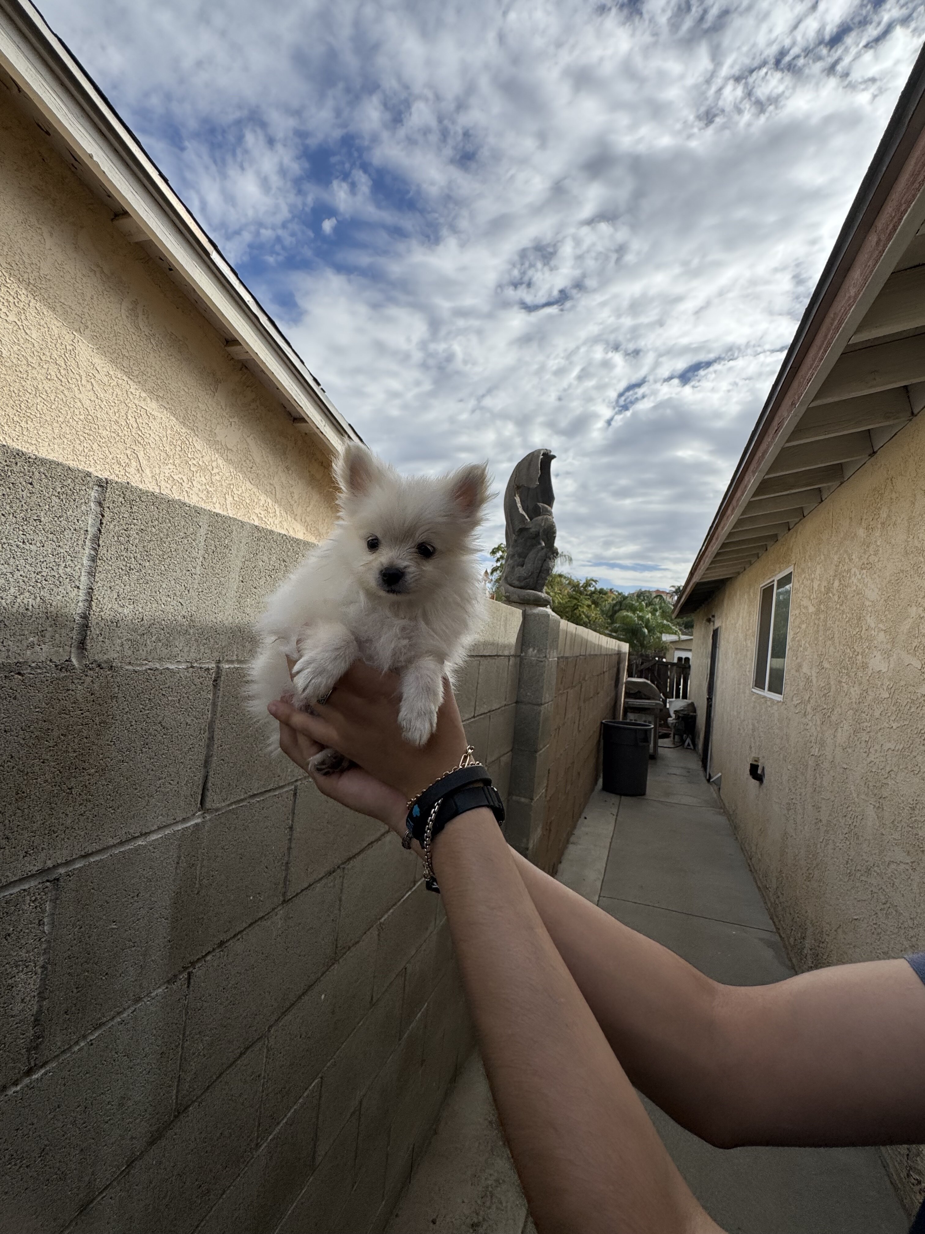 puppy Pomeranian image 2