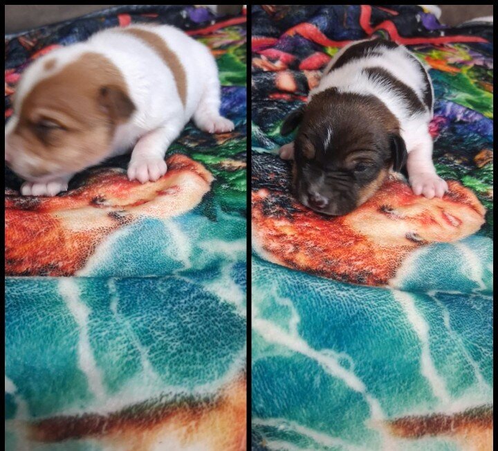 Rat Terrier's 2 Boy's Only Available image 7