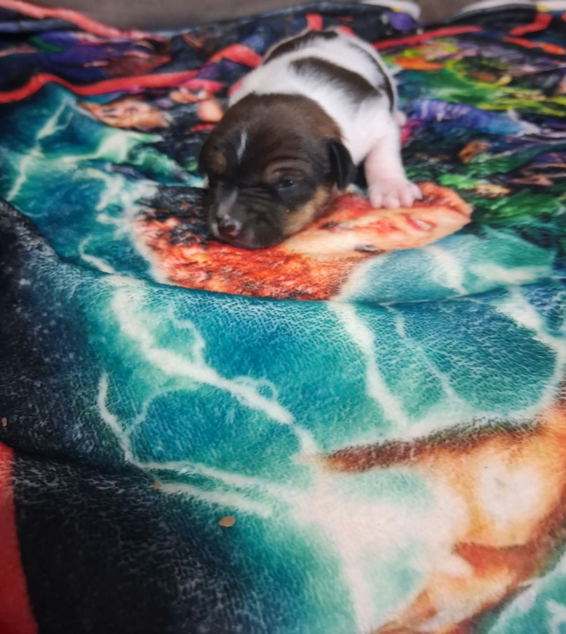 Rat Terrier's 2 Boy's Only Available image 5