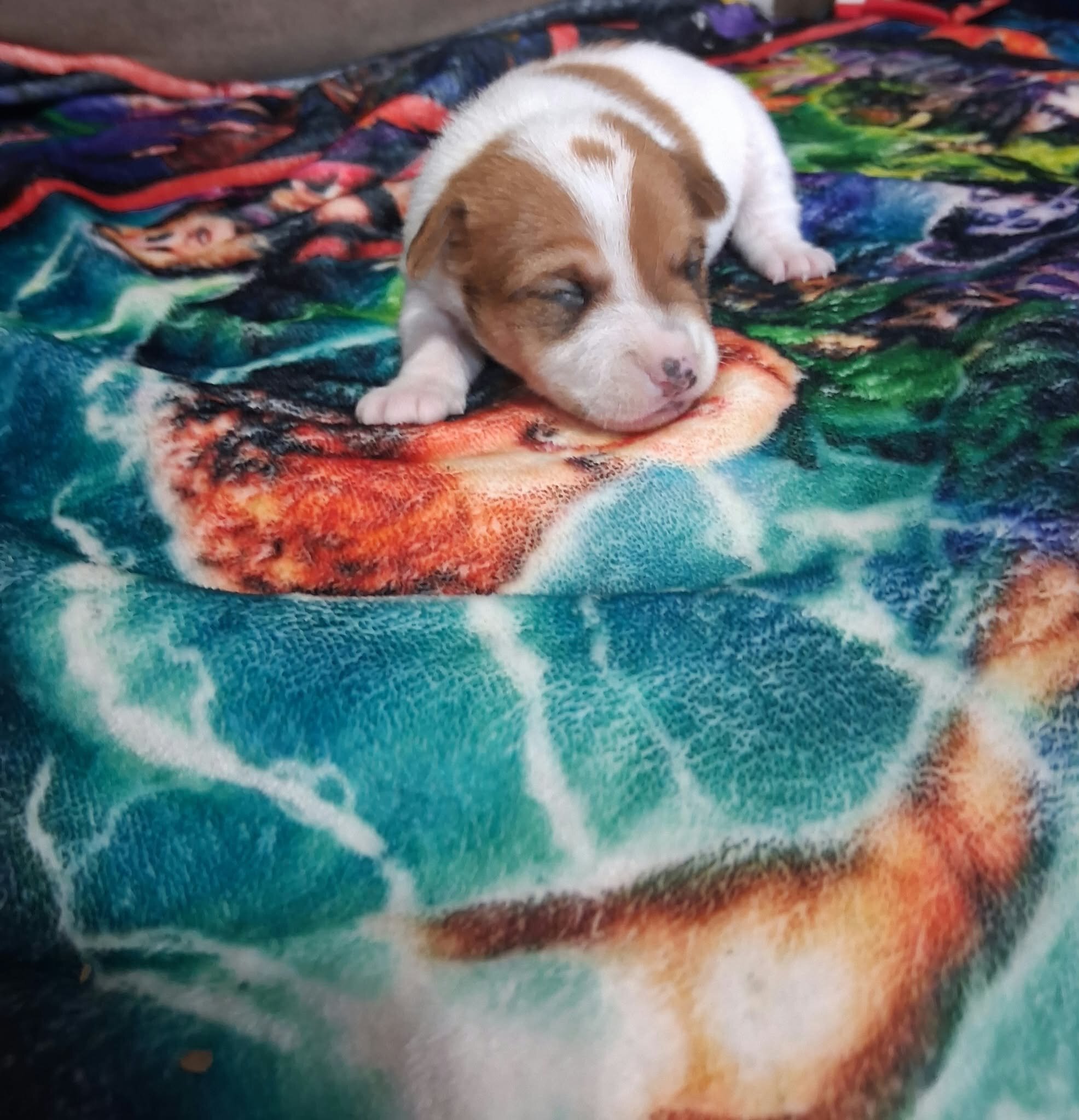 Rat Terrier's 2 Boy's Only Available image 4