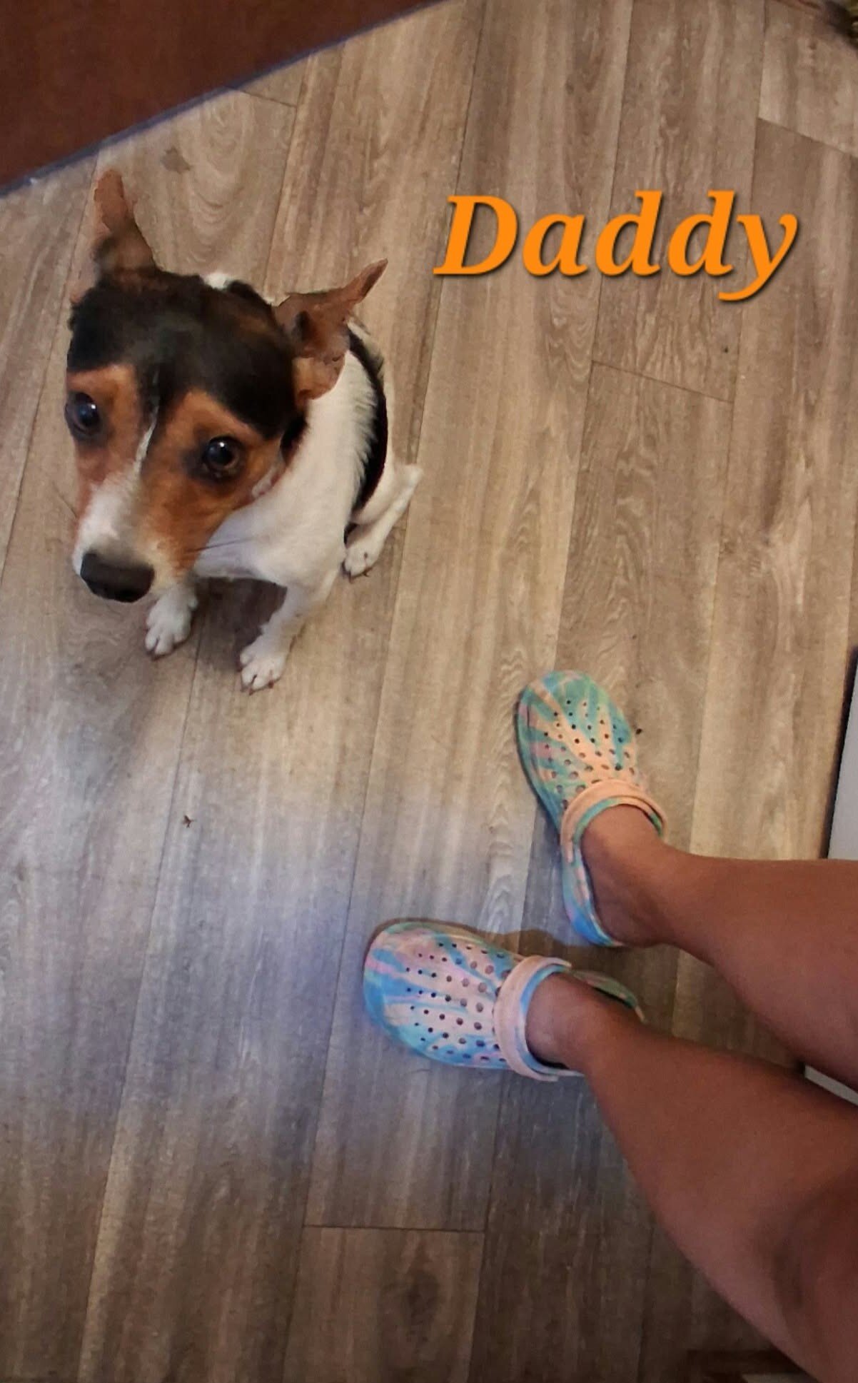 Rat Terrier's 2 Boy's Only Available image 2