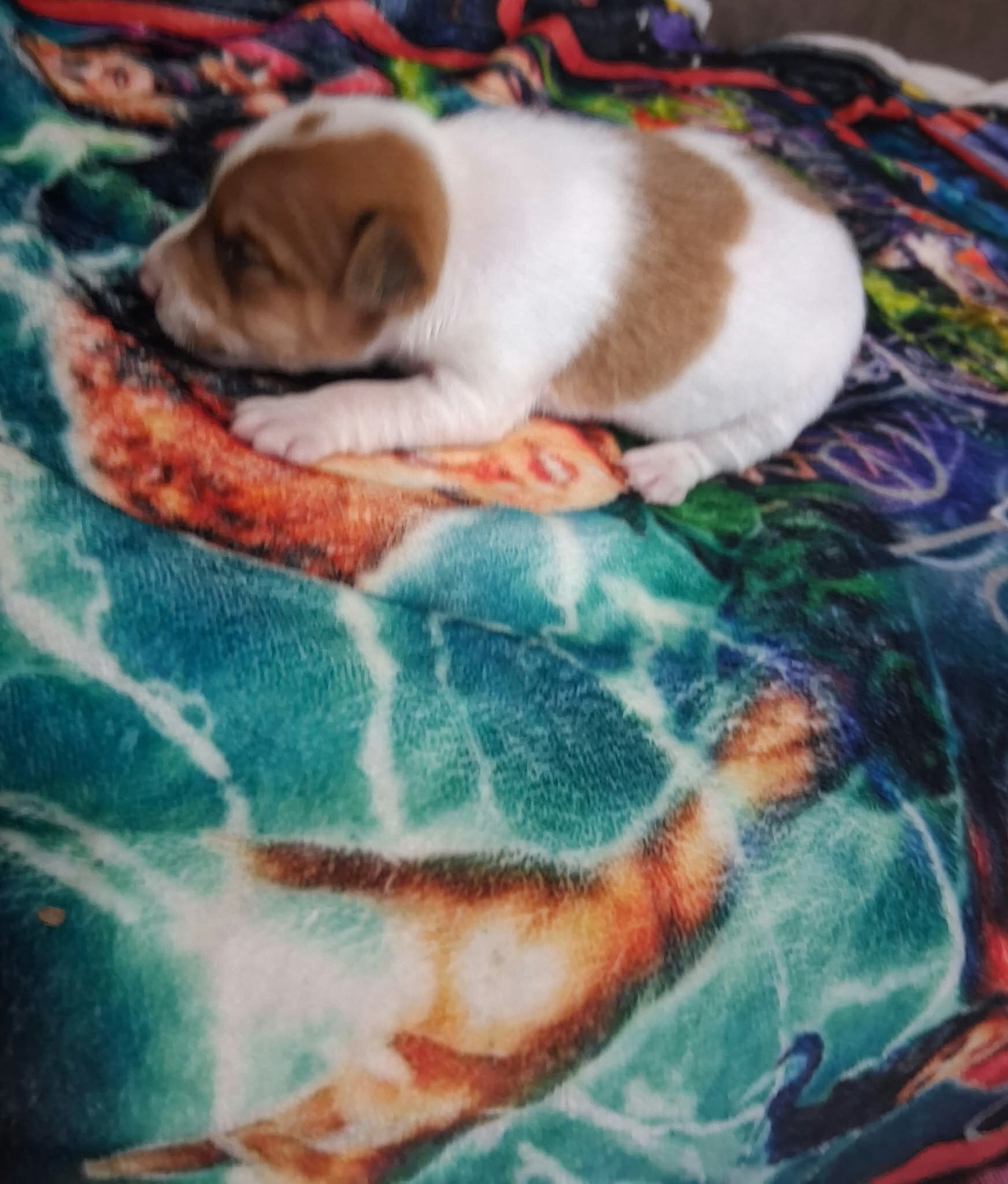 Rat Terrier's 2 Boy's Only Available image 3