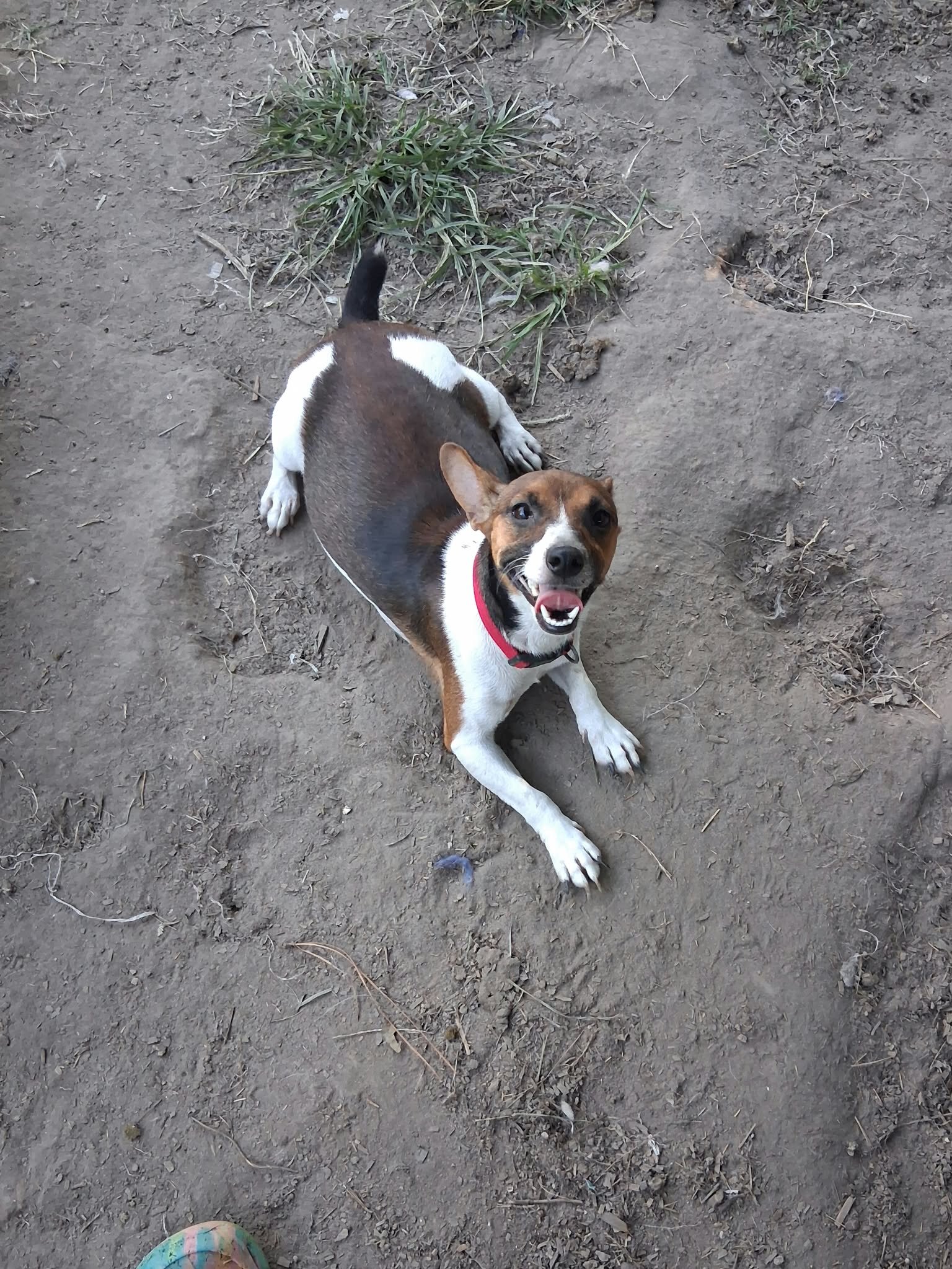 Rat Terrier's 2 Boy's Only Available image 1
