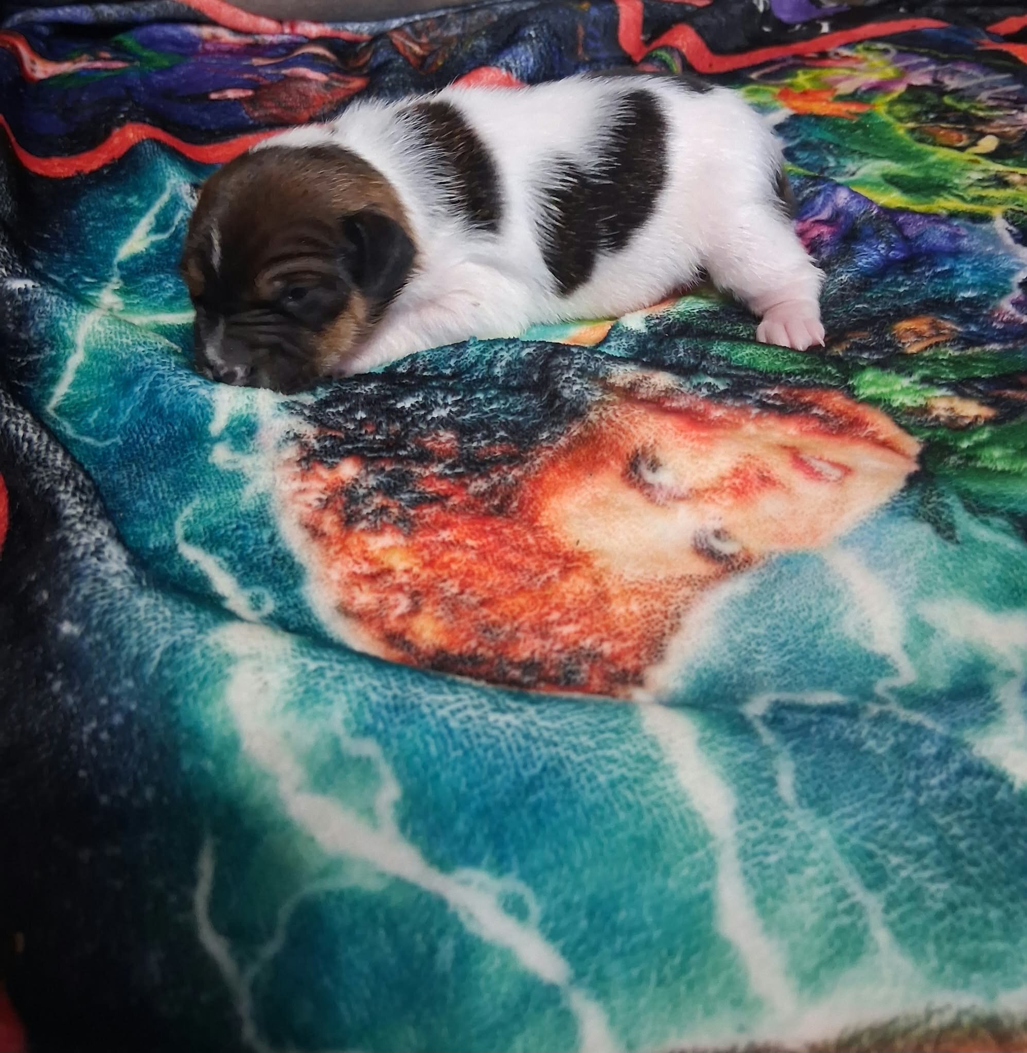 Rat Terrier's 2 Boy's Only Available image 6