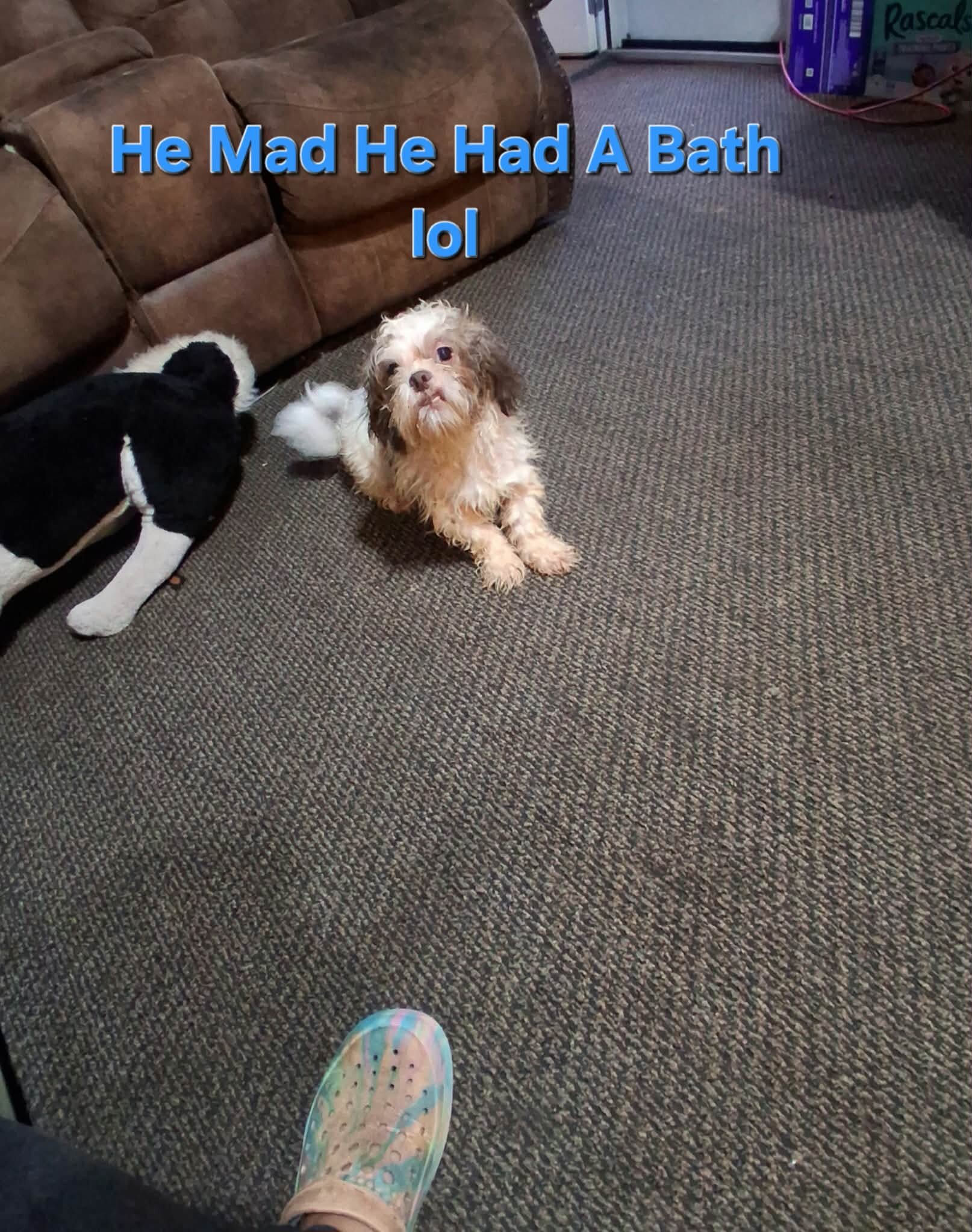 Shinese (Pekingese Mix Shih Tzu) Pup's image 2