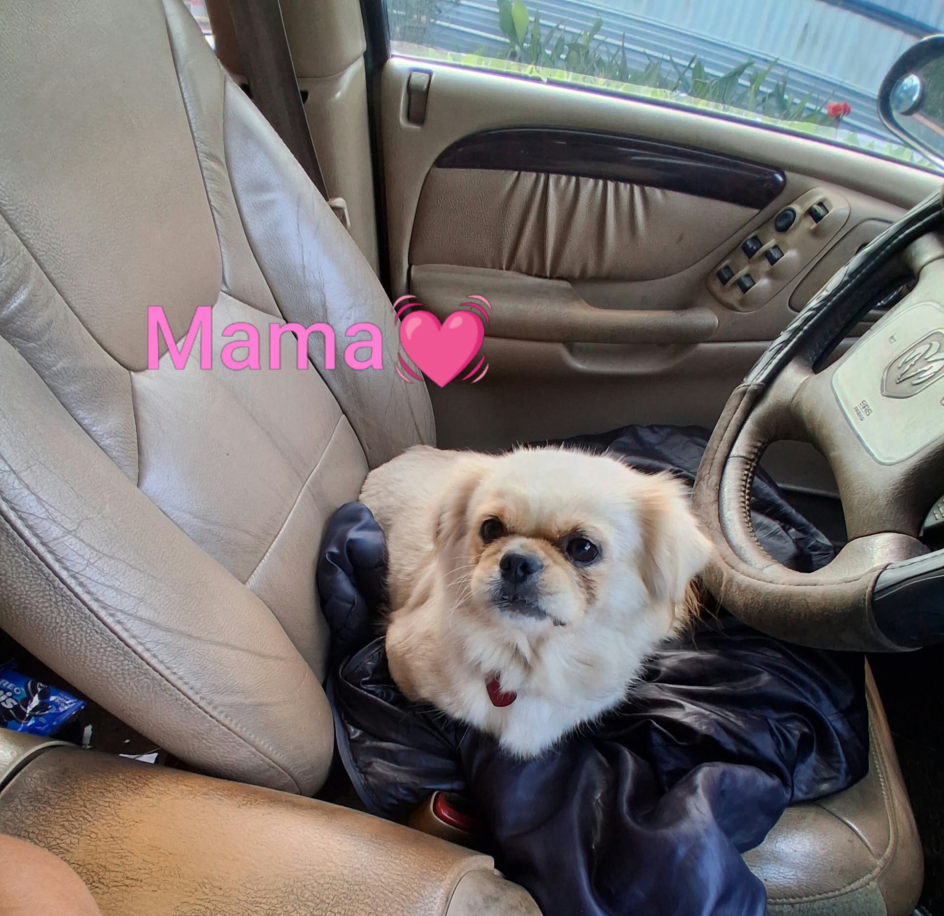 Shinese (Pekingese Mix Shih Tzu) Pup's image 1
