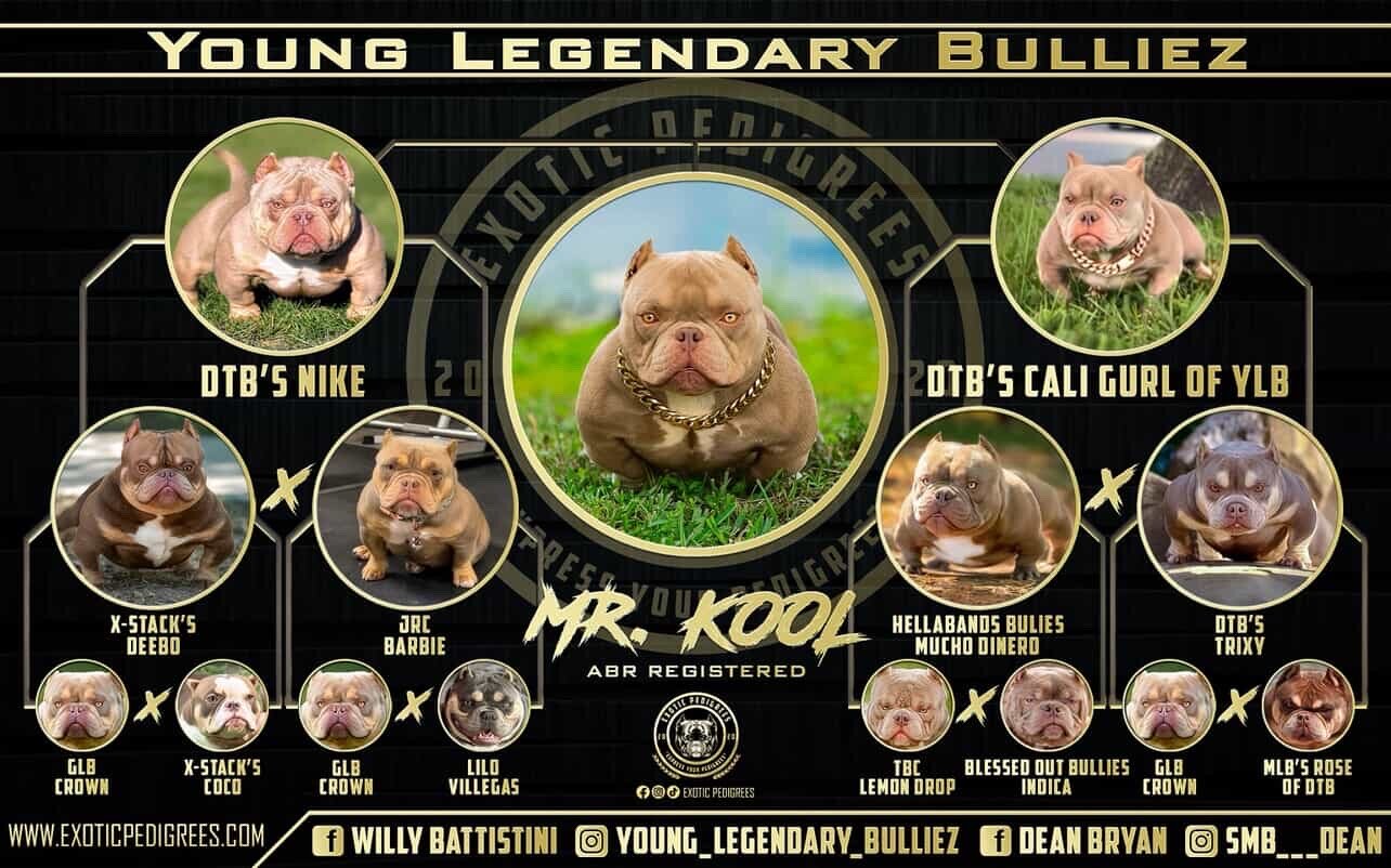Micro American Bully image 3