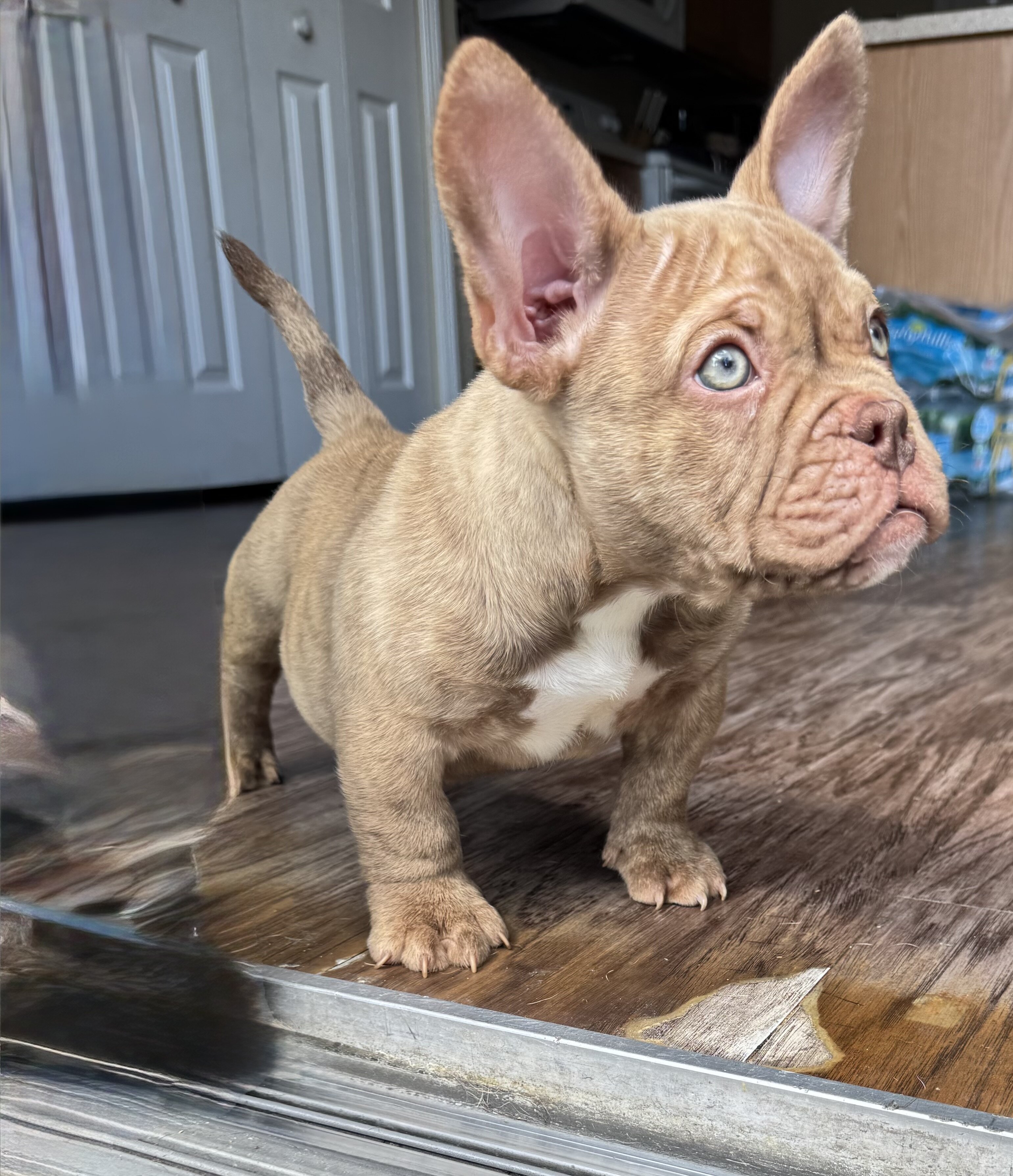Micro American Bully image 1