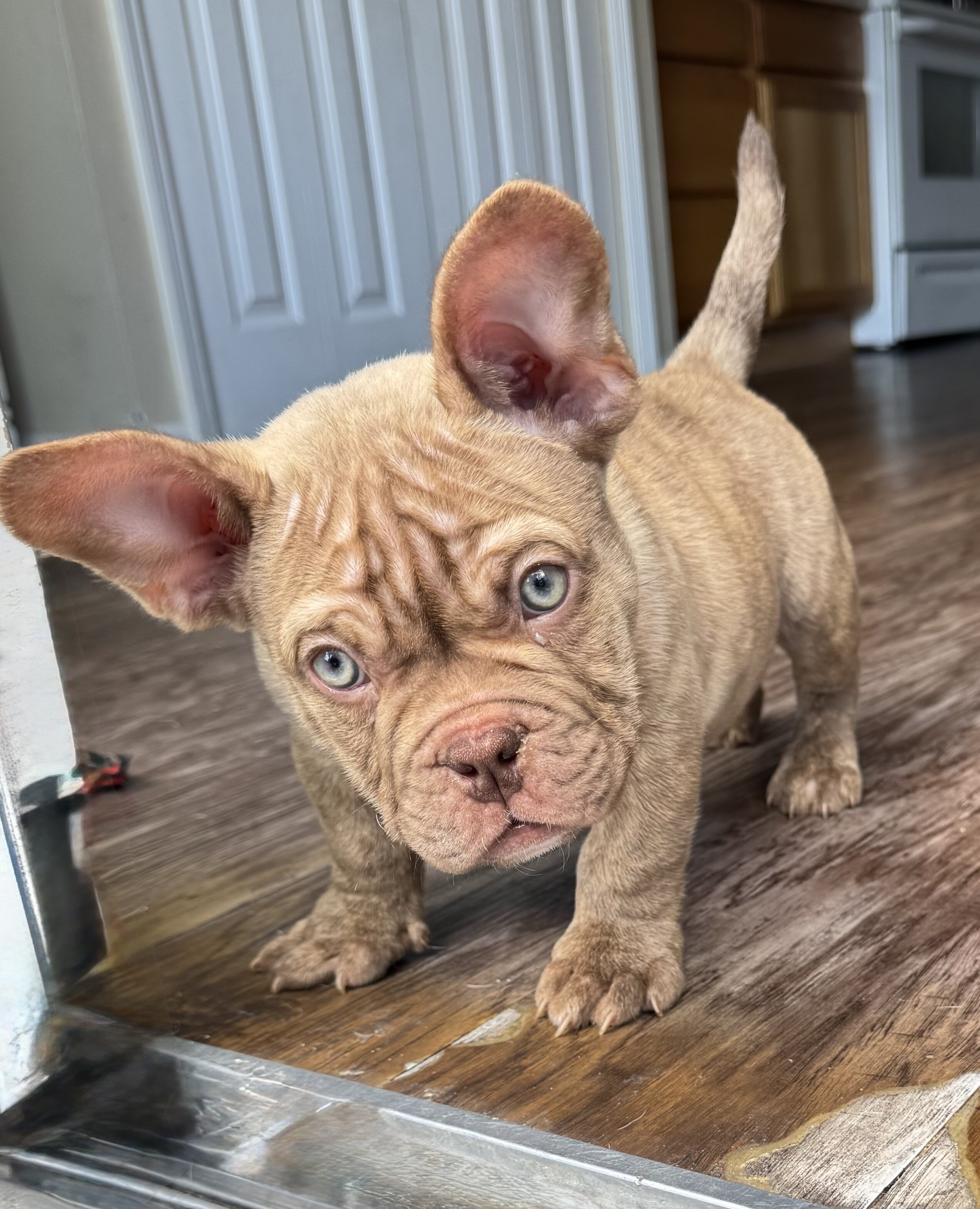 Micro American Bully image 2