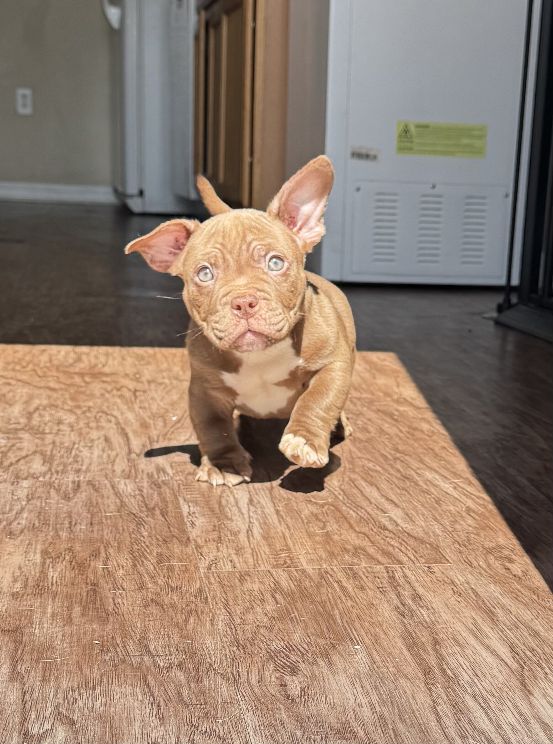 Micro Bully image 1