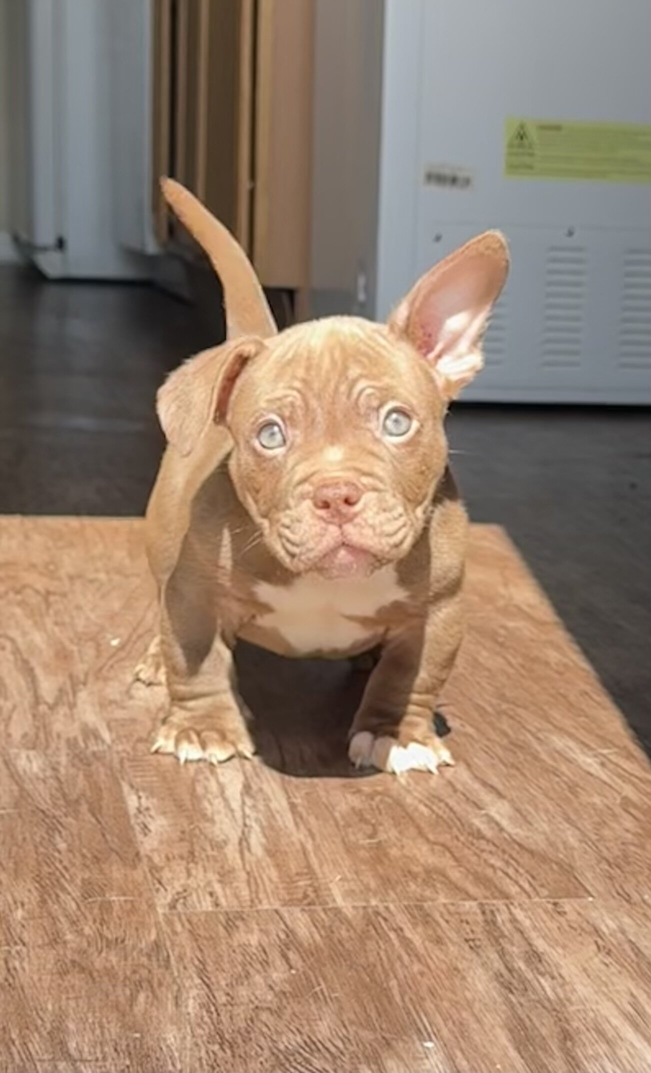 Micro Bully image 2