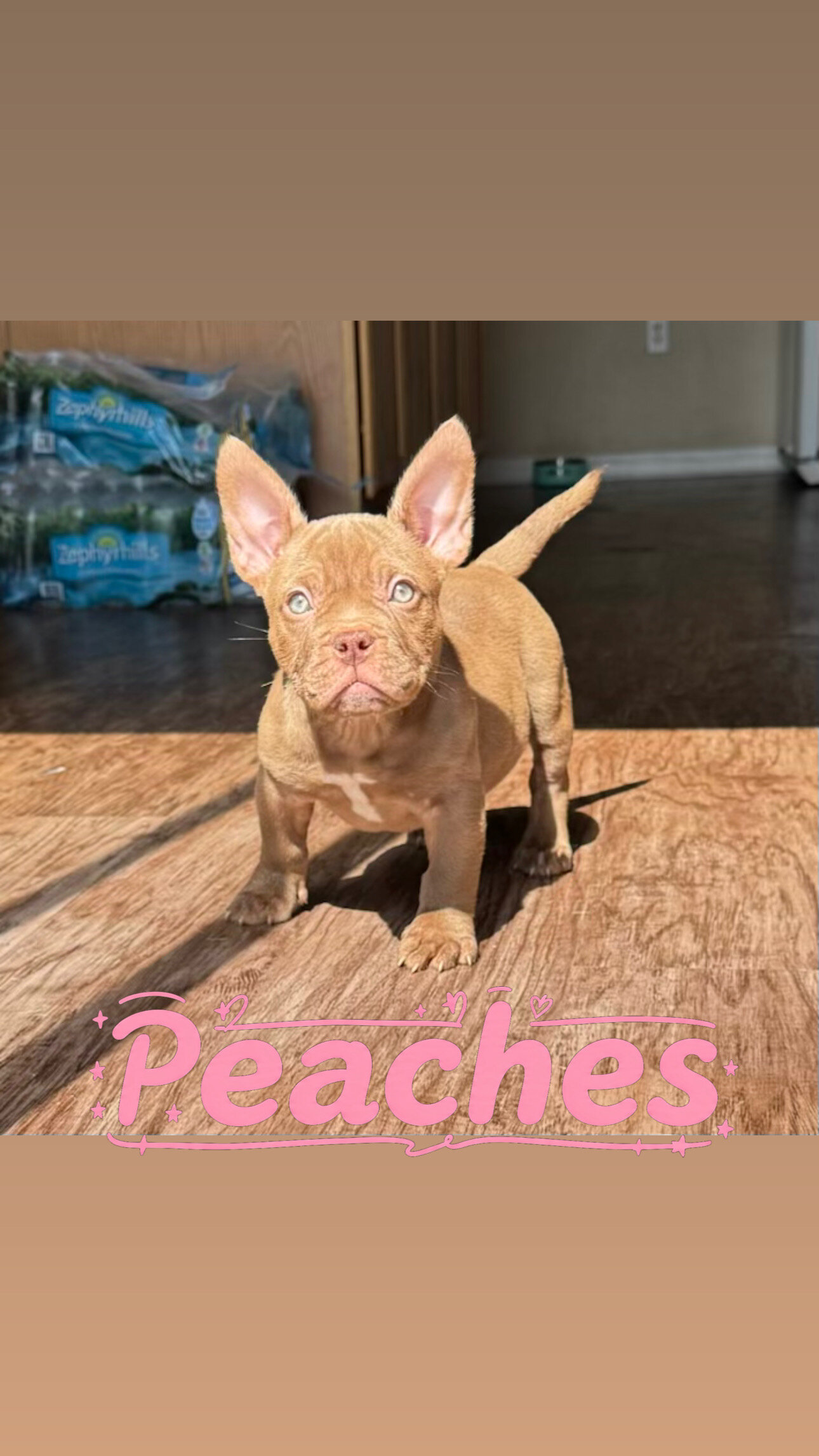 American Bully (Micro) image 1
