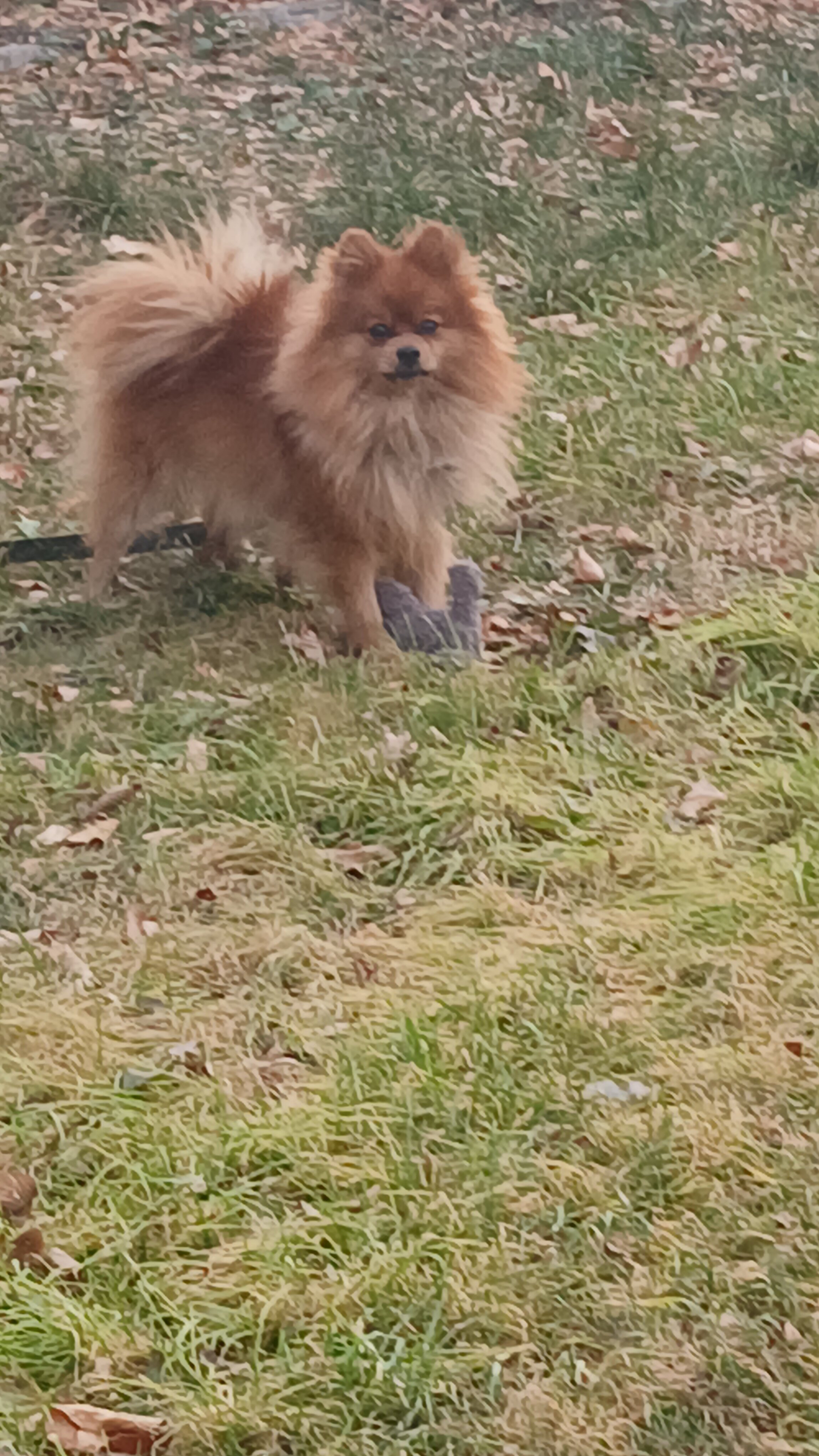 Pomeranian for sale image 2