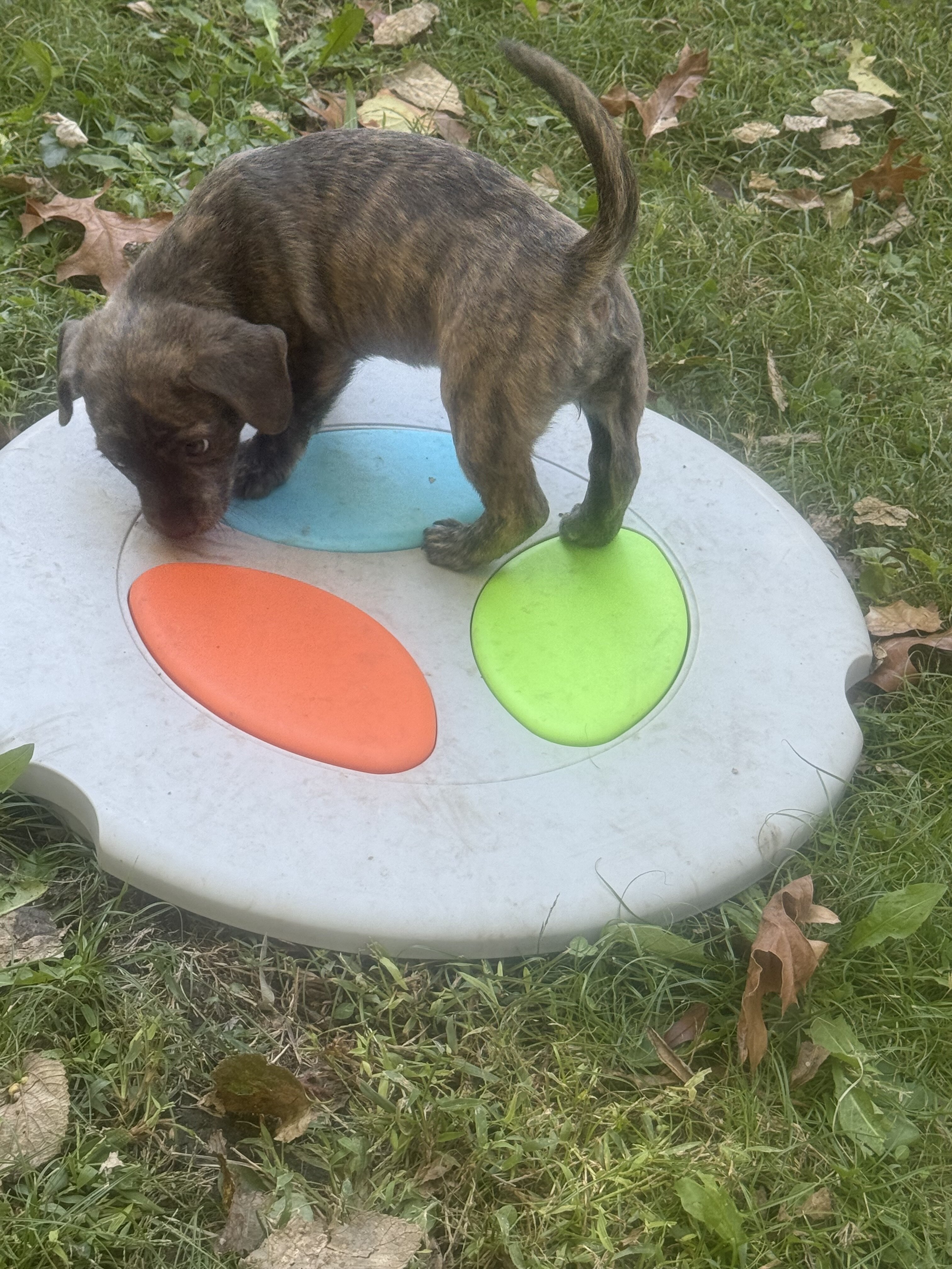 Free puppies image 4