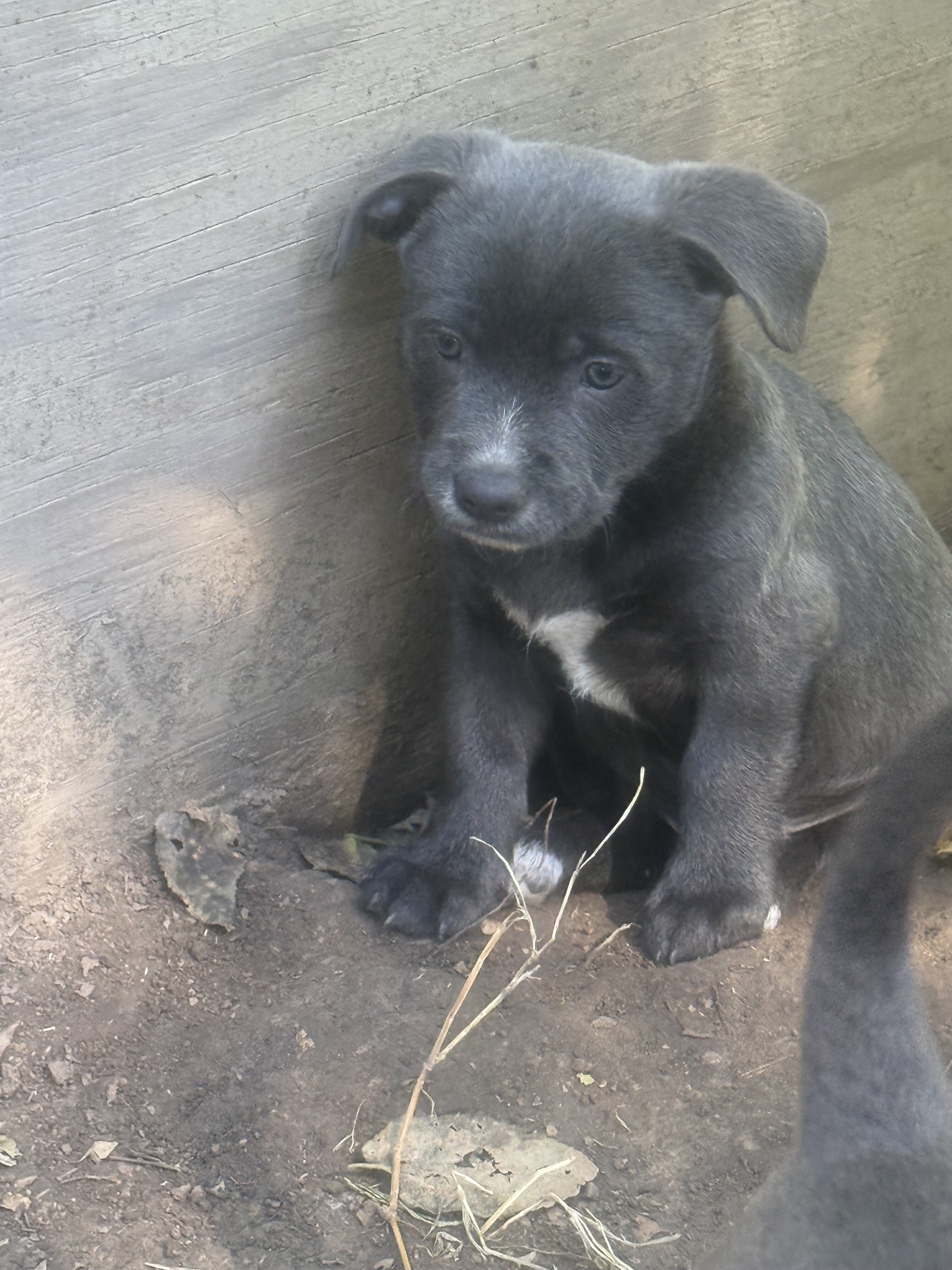 Free puppies image 2