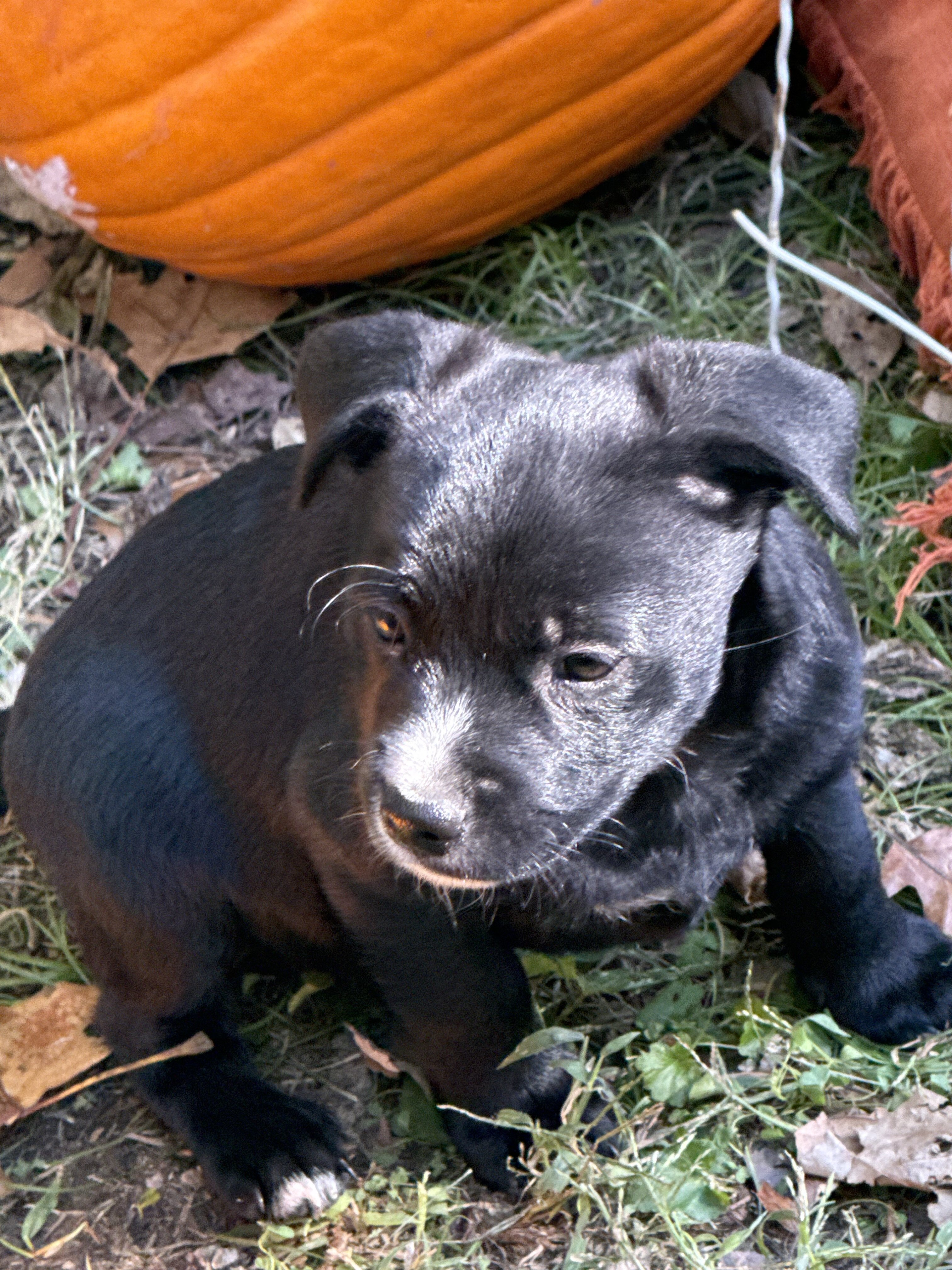 Free puppies image 6
