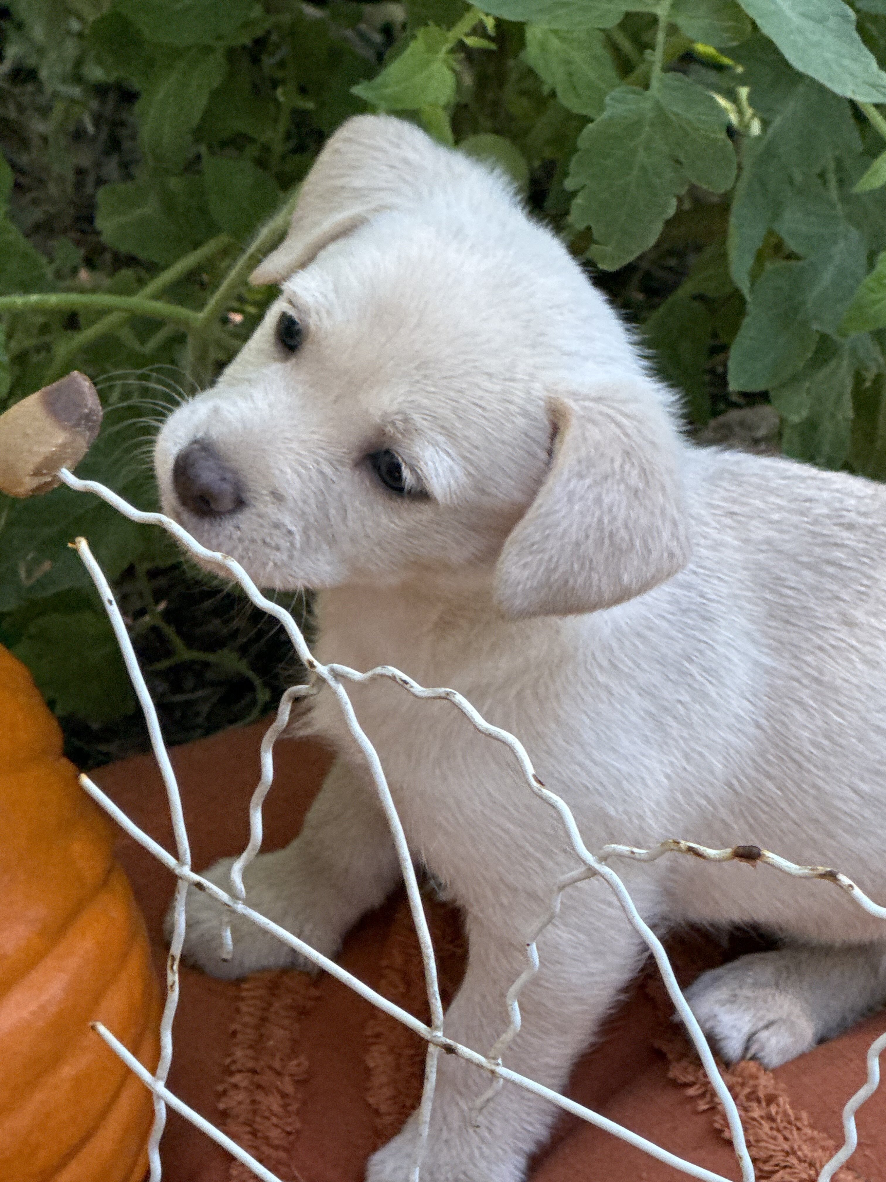Free puppies image 7