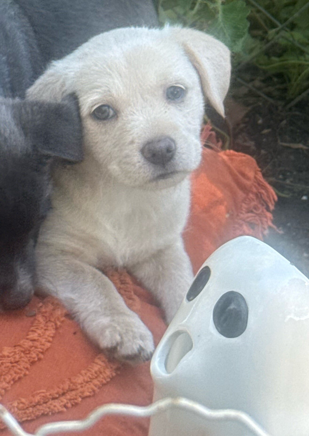 Free puppies image 3