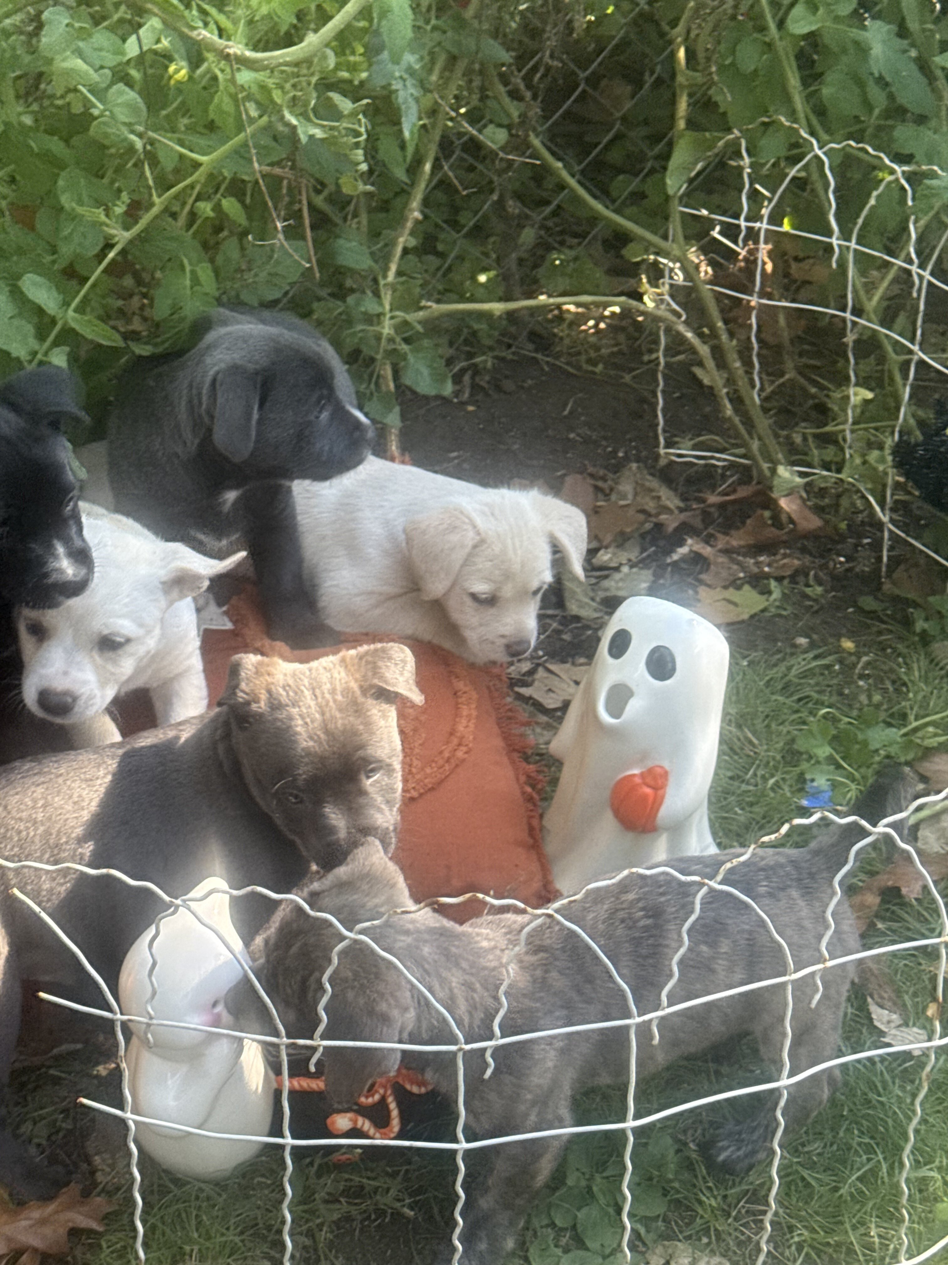 Free puppies image 1