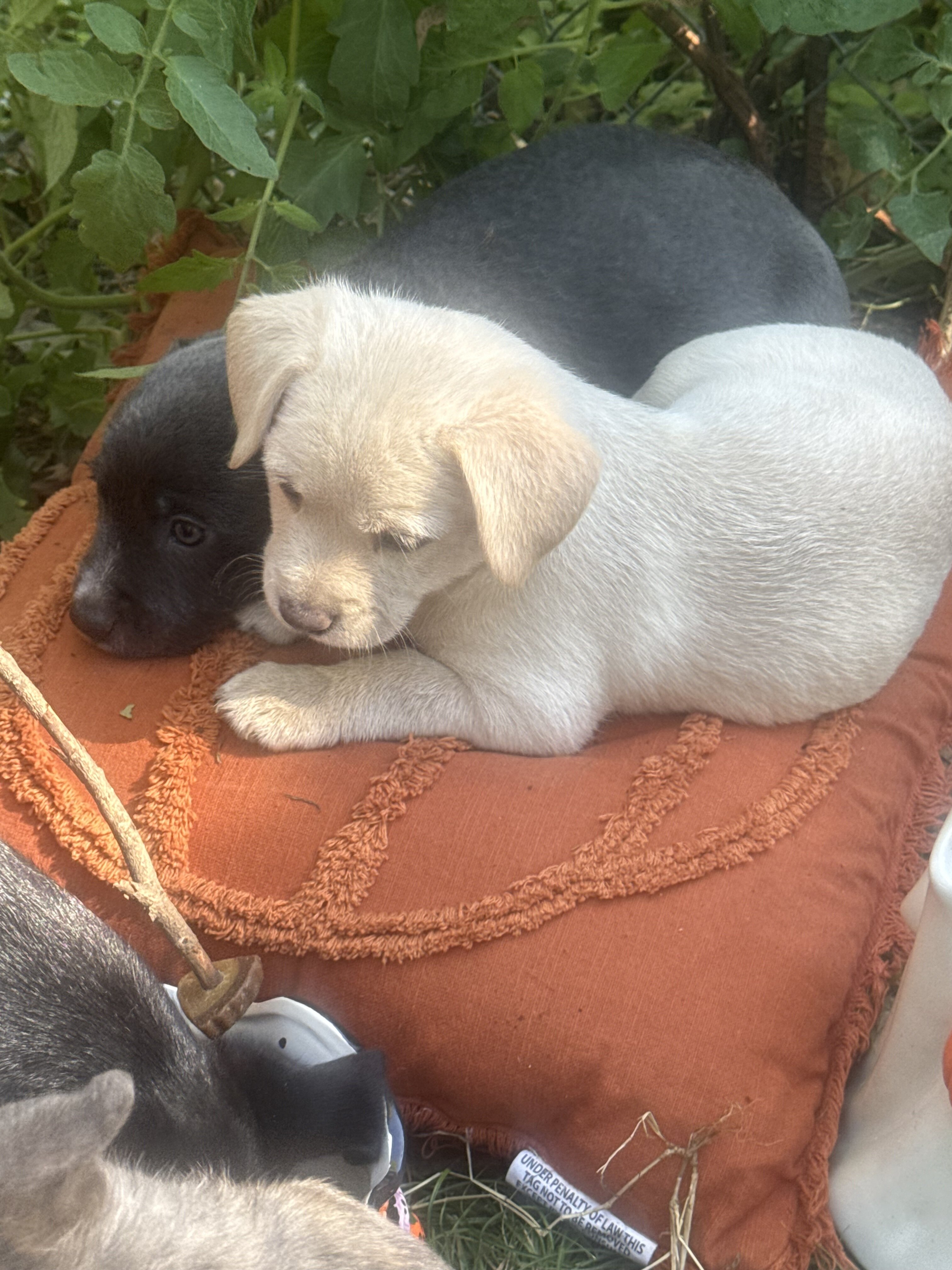 Free puppies image 5